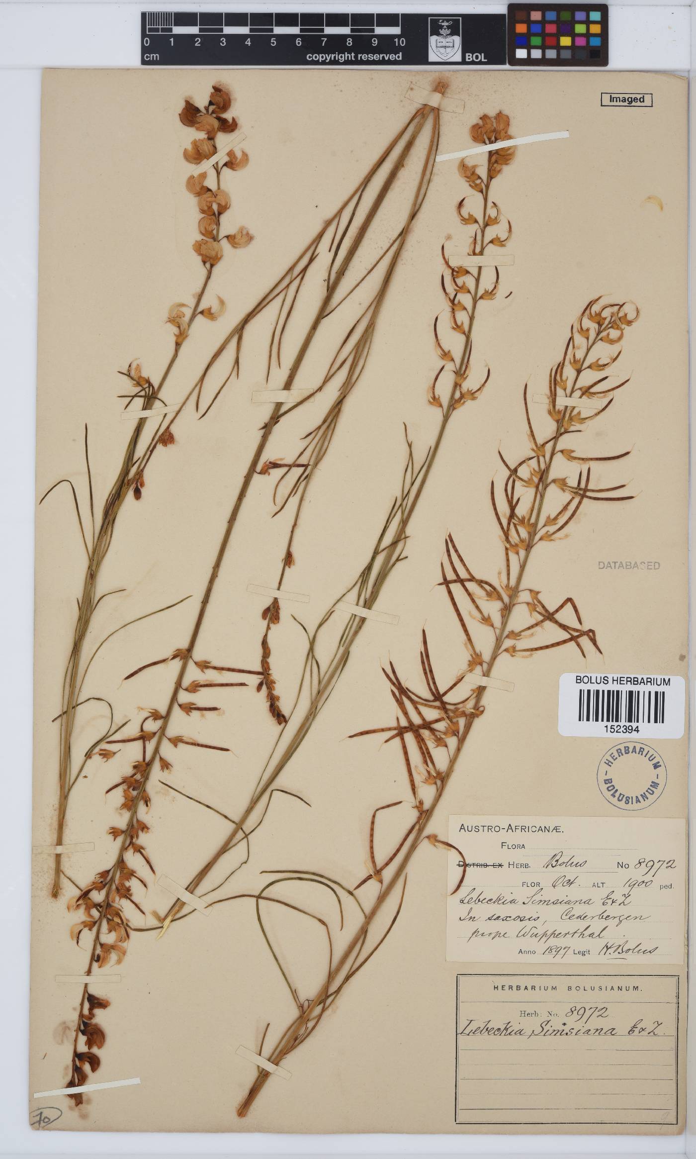 Lebeckia sepiaria image