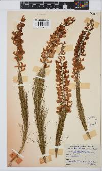 Lebeckia sepiaria image