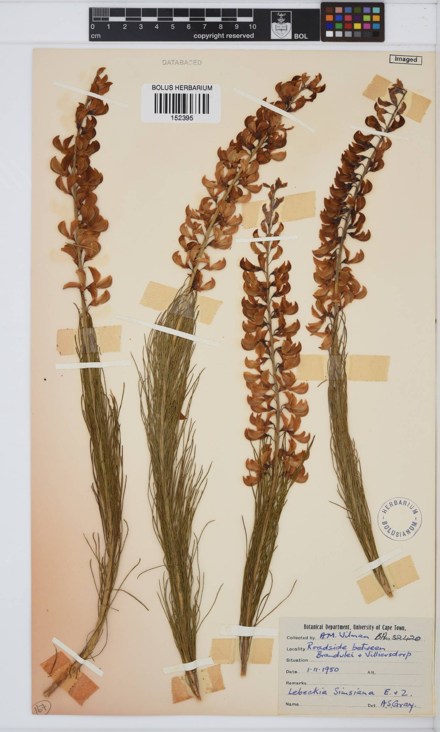 Lebeckia sepiaria image