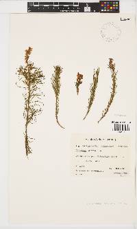 Lebeckia sepiaria image