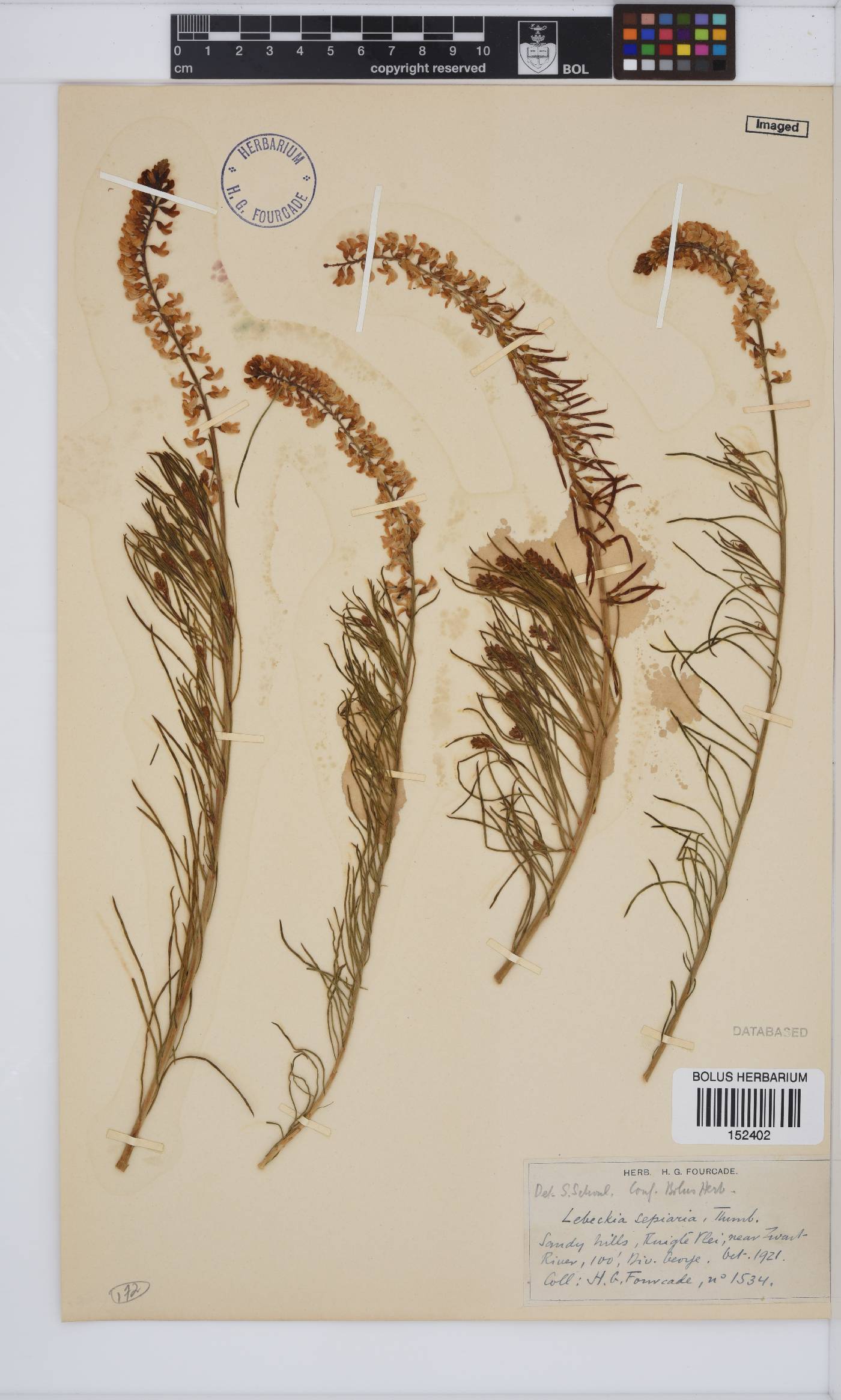 Lebeckia image