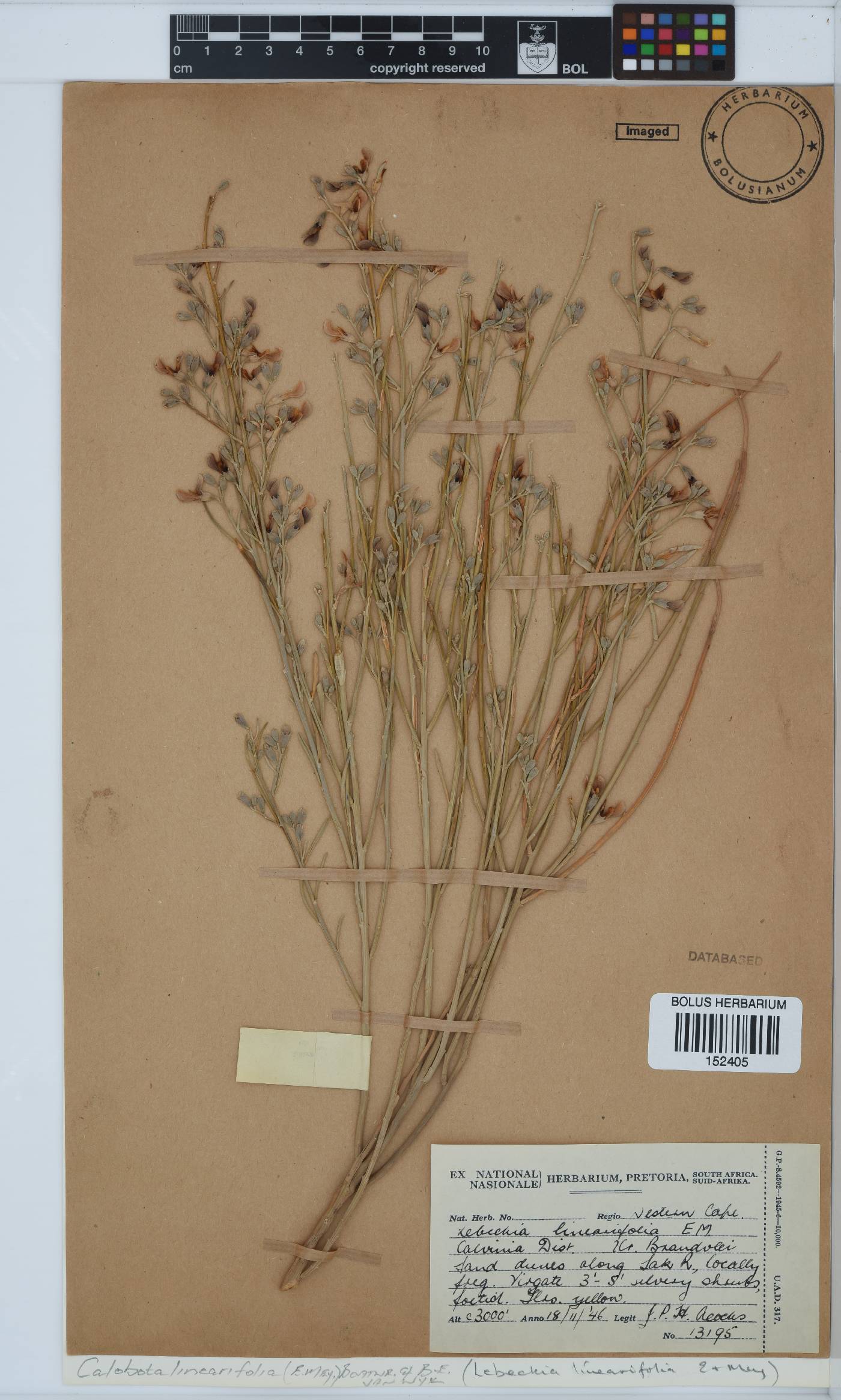 Calobota linearifolia image