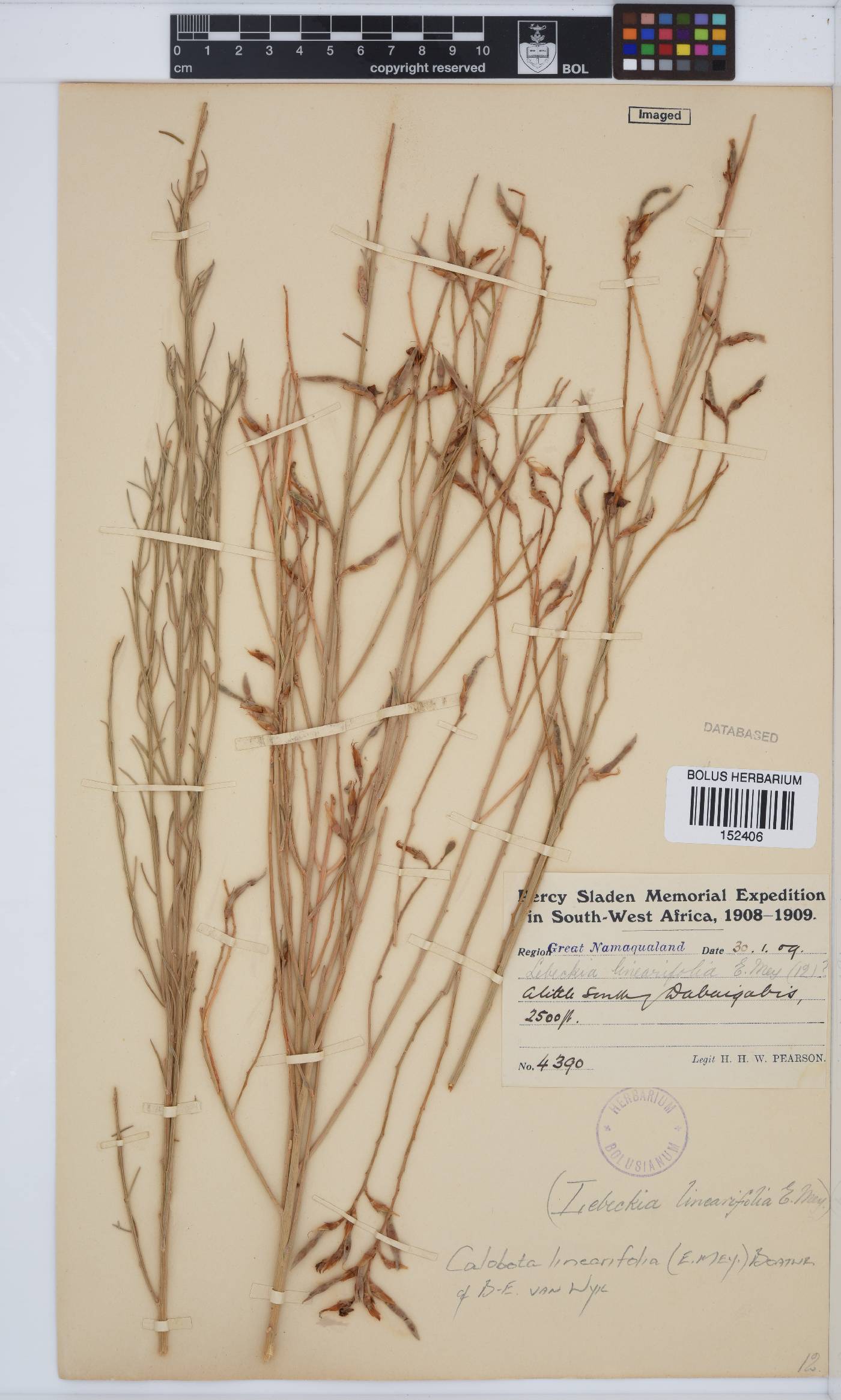 Calobota linearifolia image