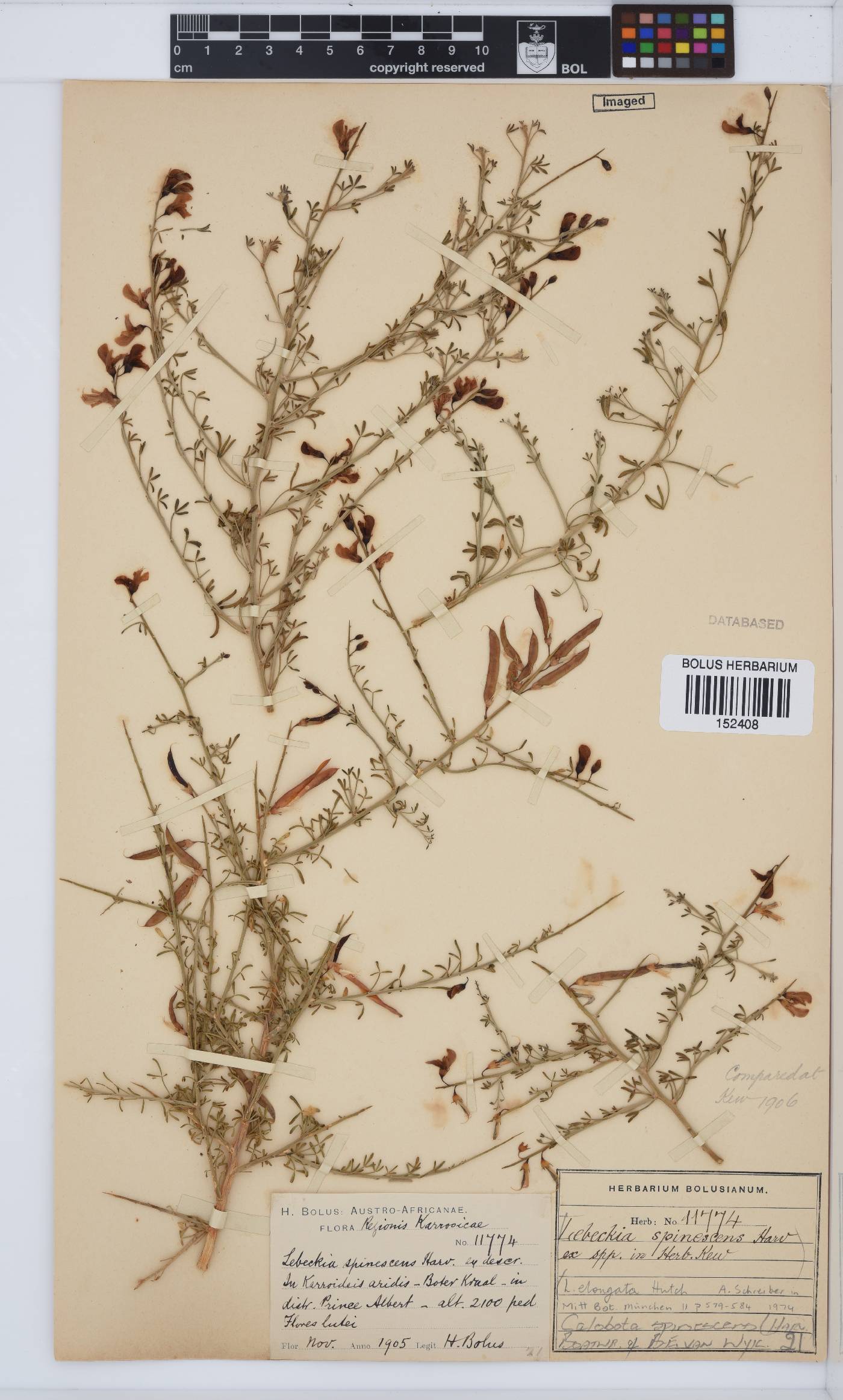 Calobota spinescens image