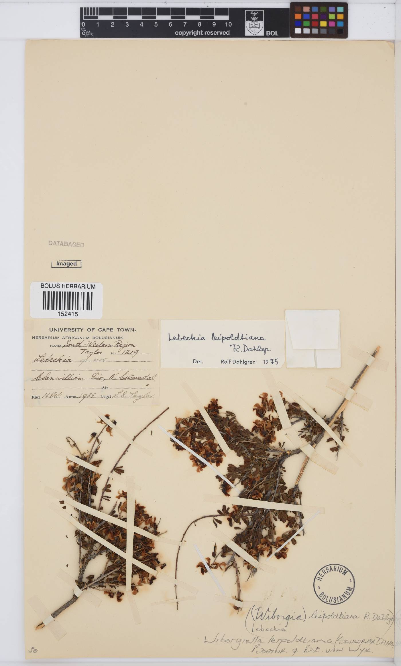 Wiborgiella image