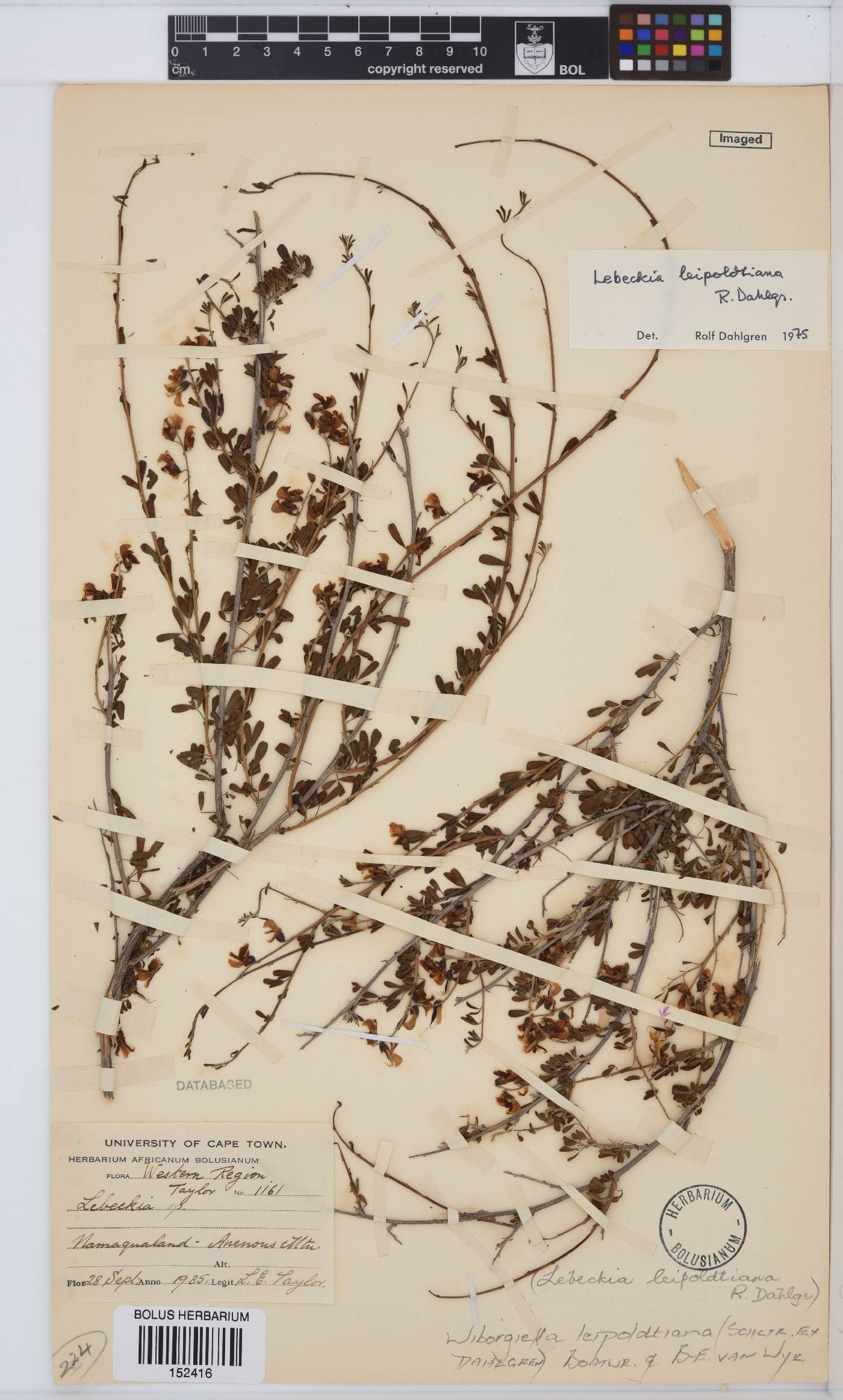 Wiborgiella leipoldtiana image