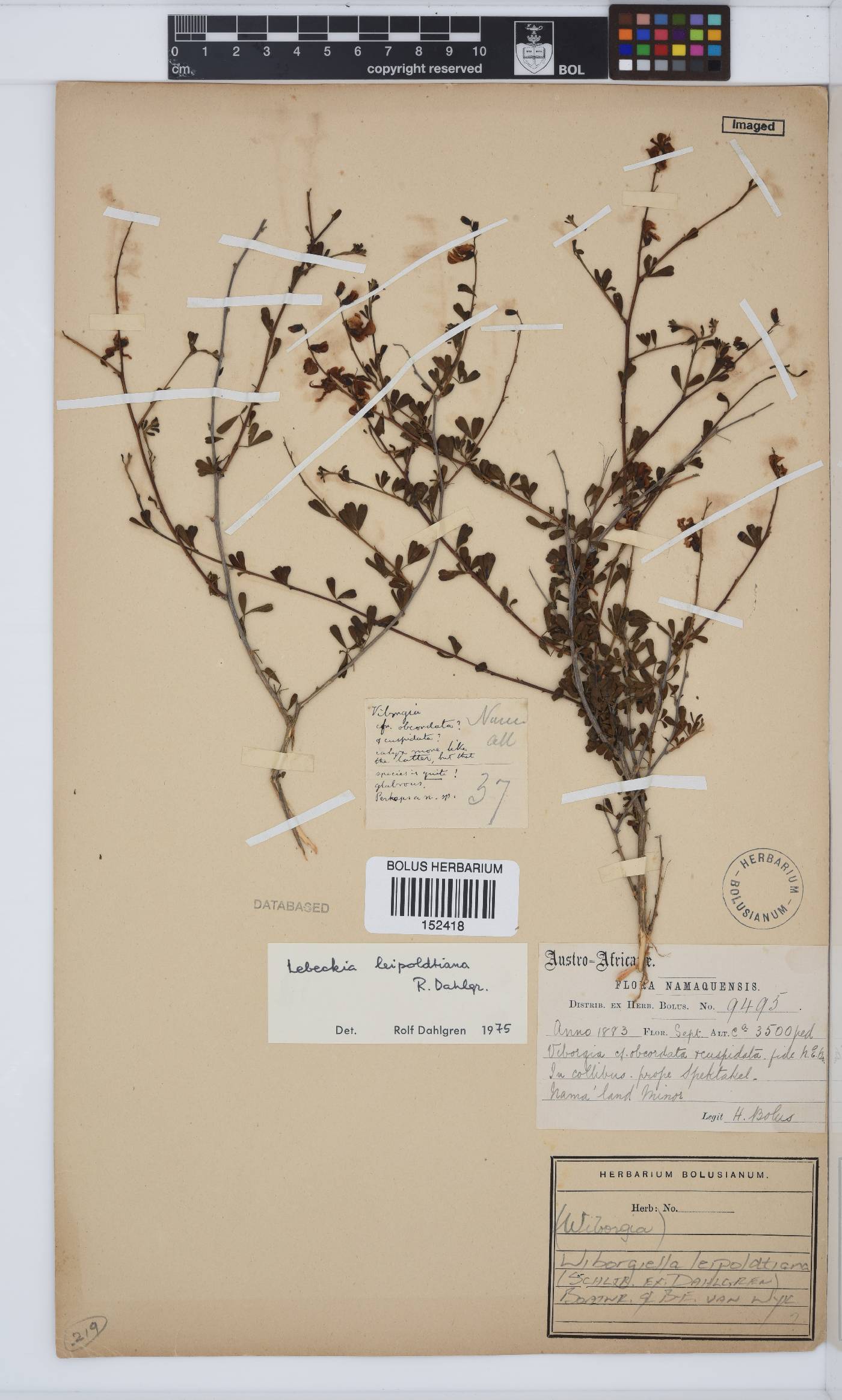 Wiborgiella leipoldtiana image