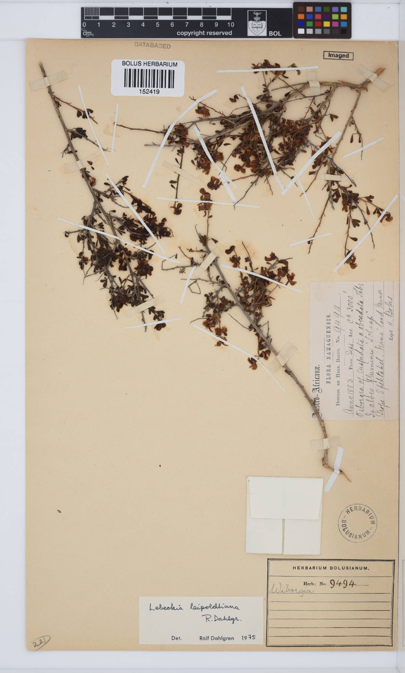 Wiborgiella leipoldtiana image