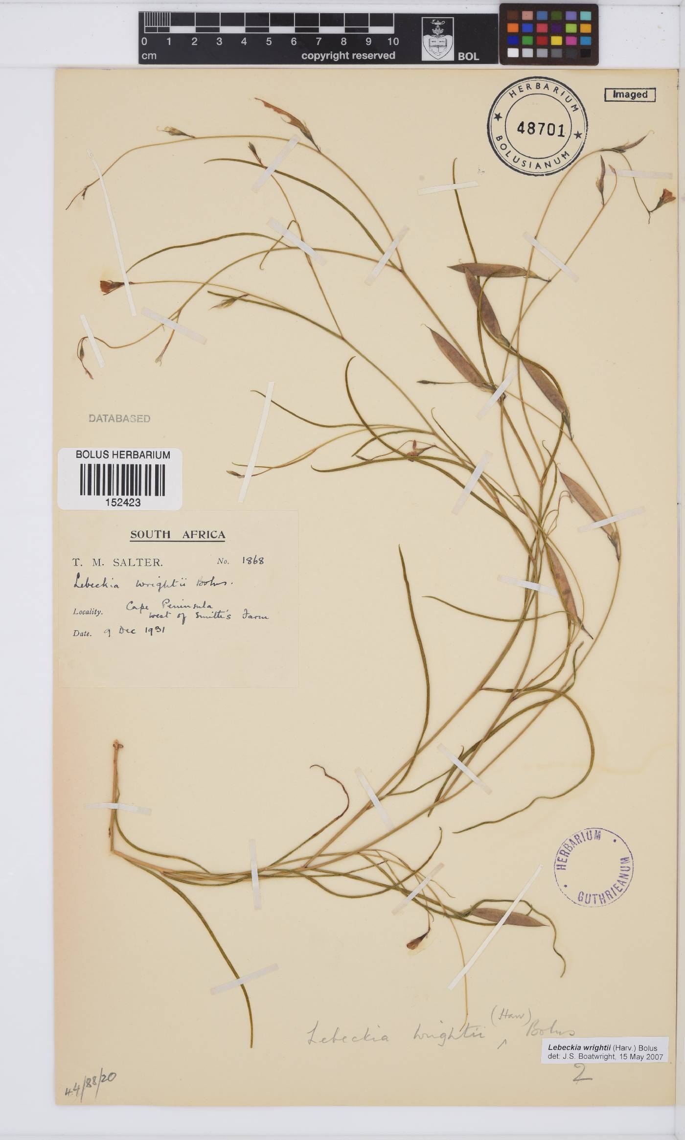 Lebeckia image