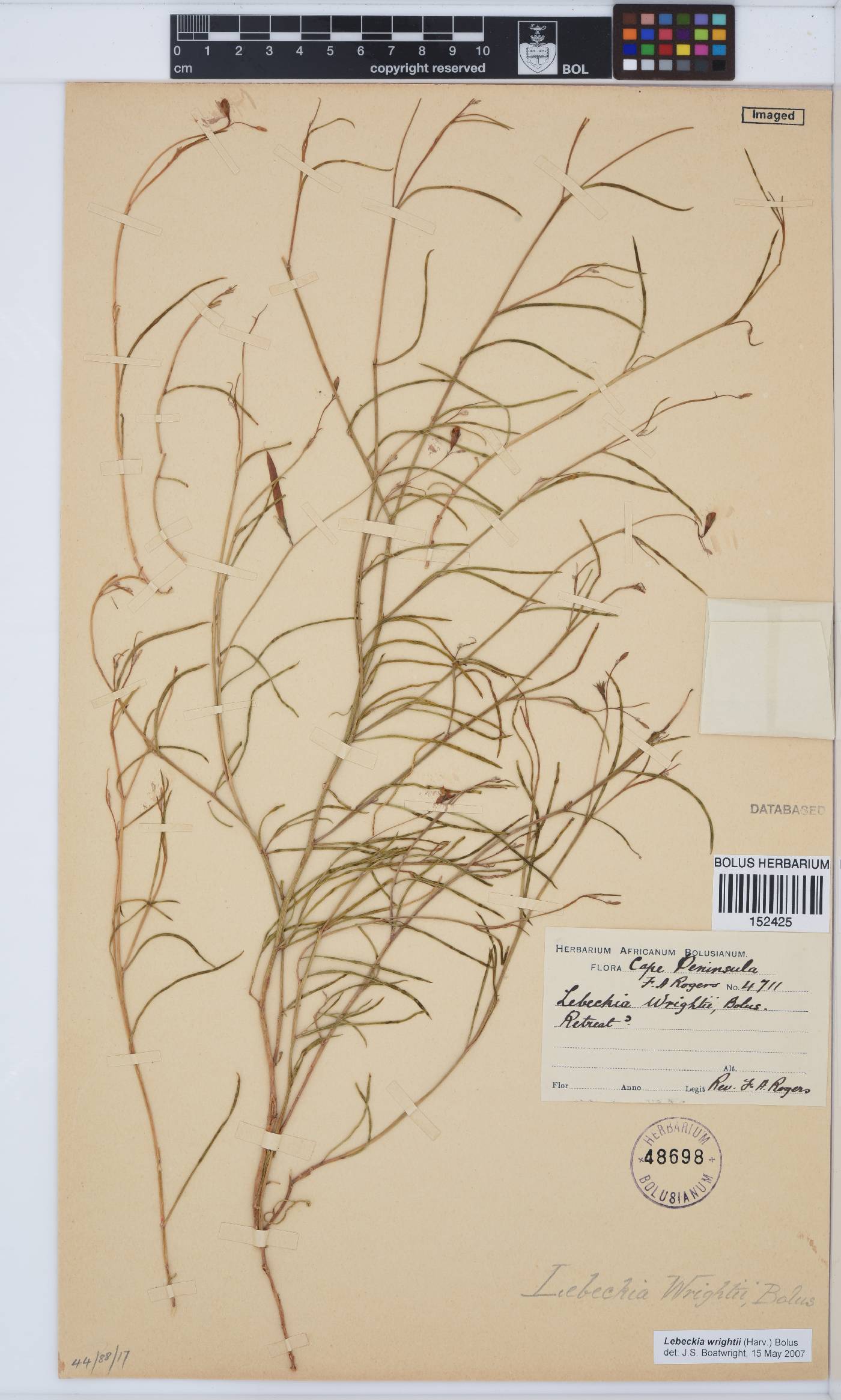 Lebeckia wrightii image