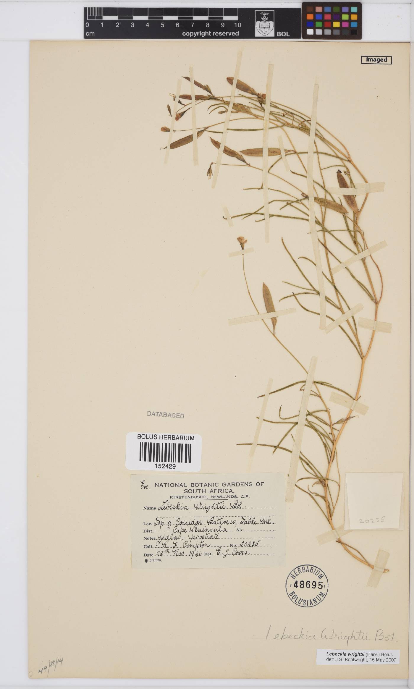 Lebeckia wrightii image