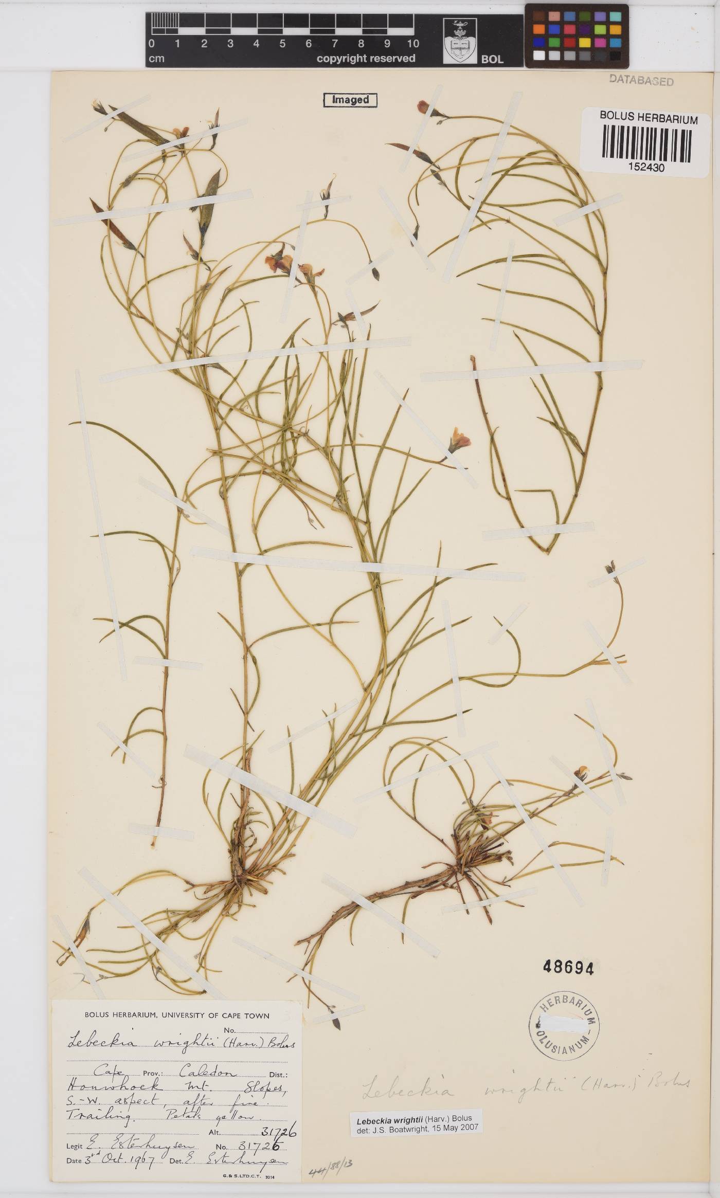 Lebeckia wrightii image