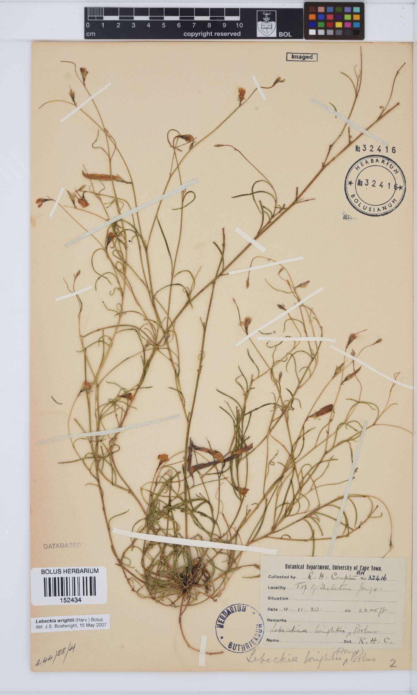Lebeckia wrightii image