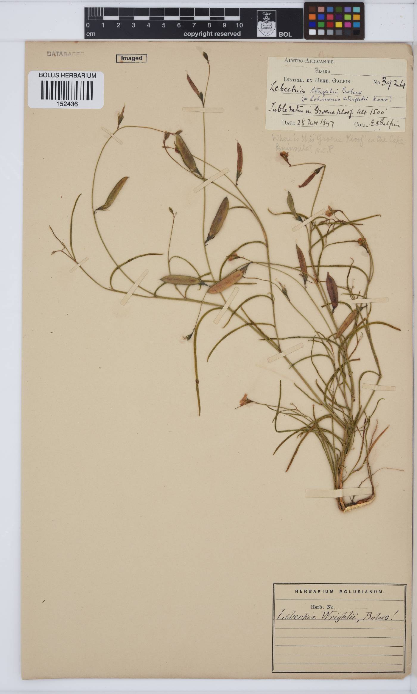 Lebeckia wrightii image