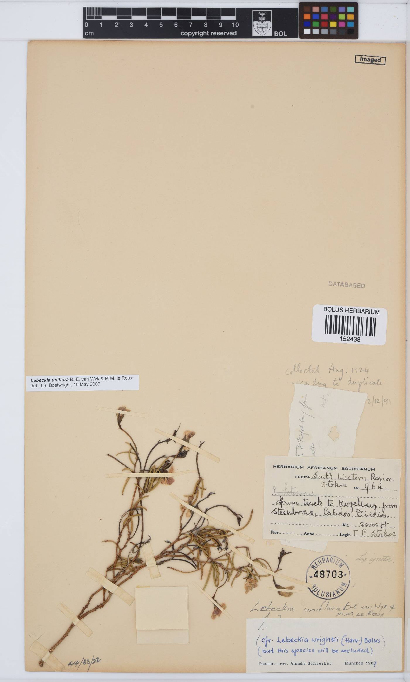 Lebeckia uniflora image