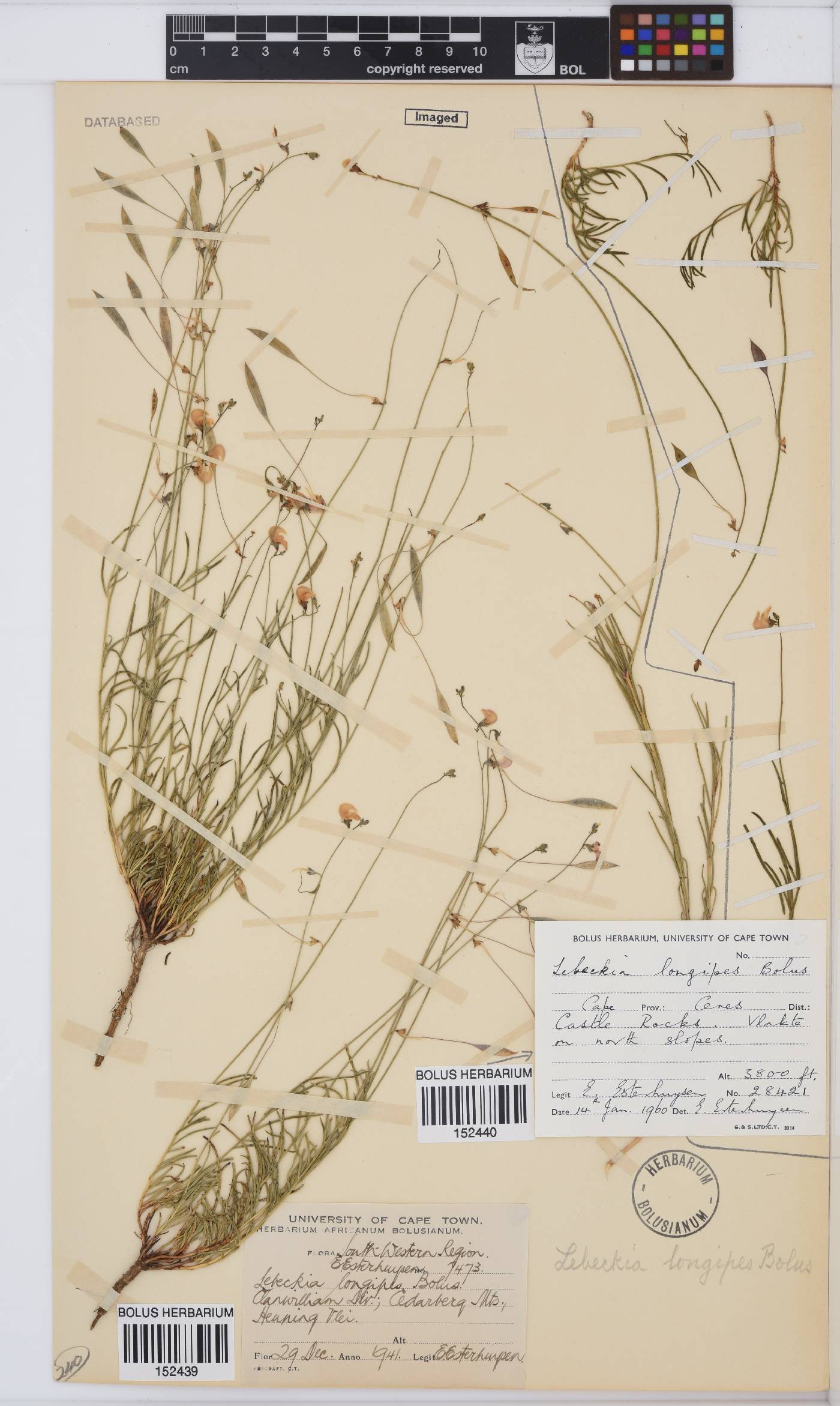 Lebeckia longipes image