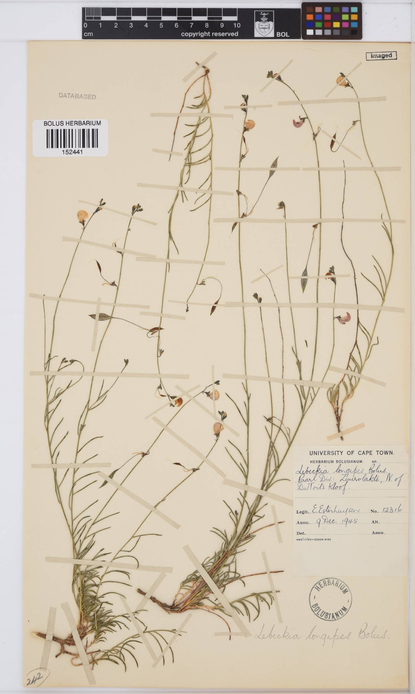 Lebeckia longipes image