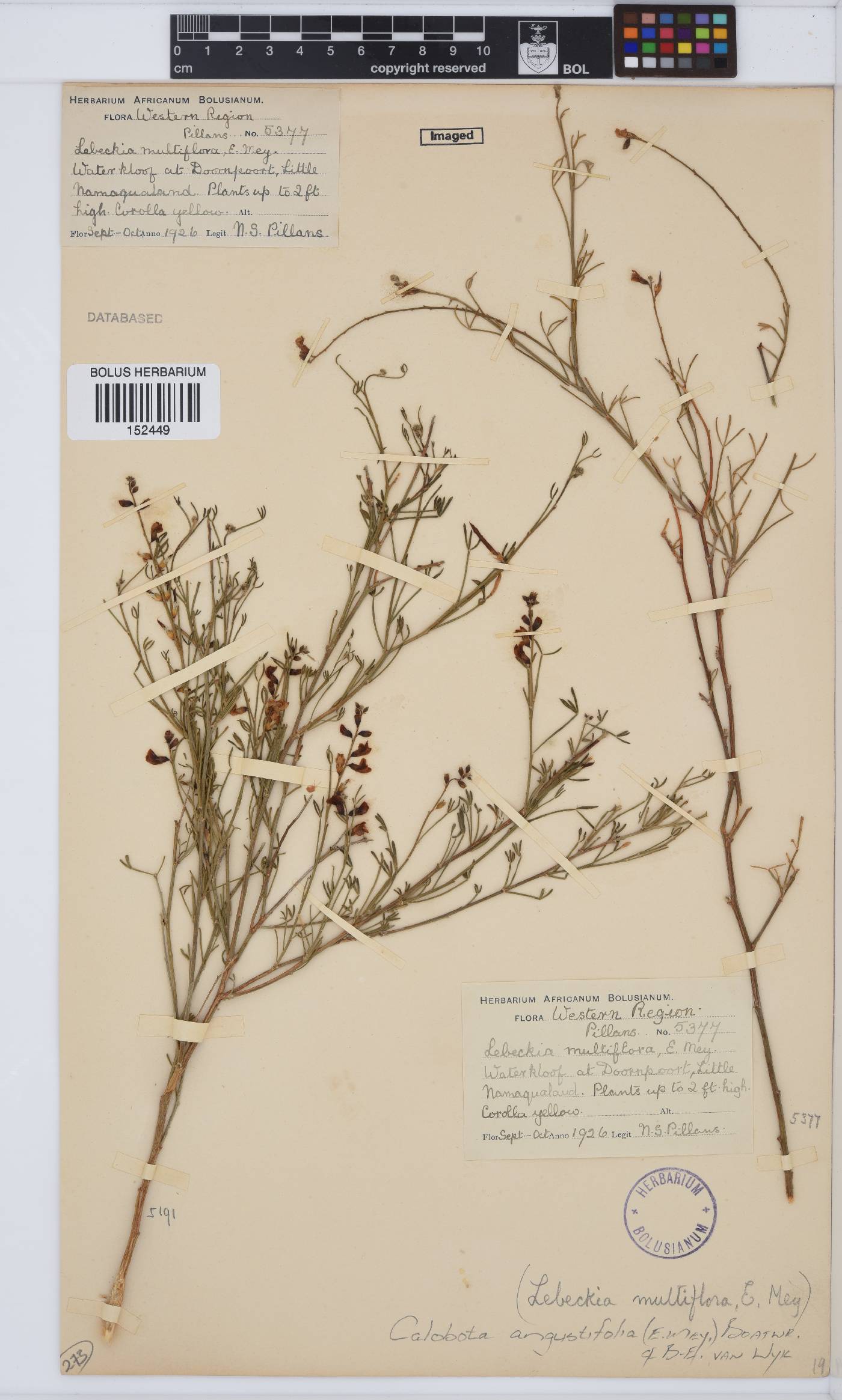 Calobota angustifolia image