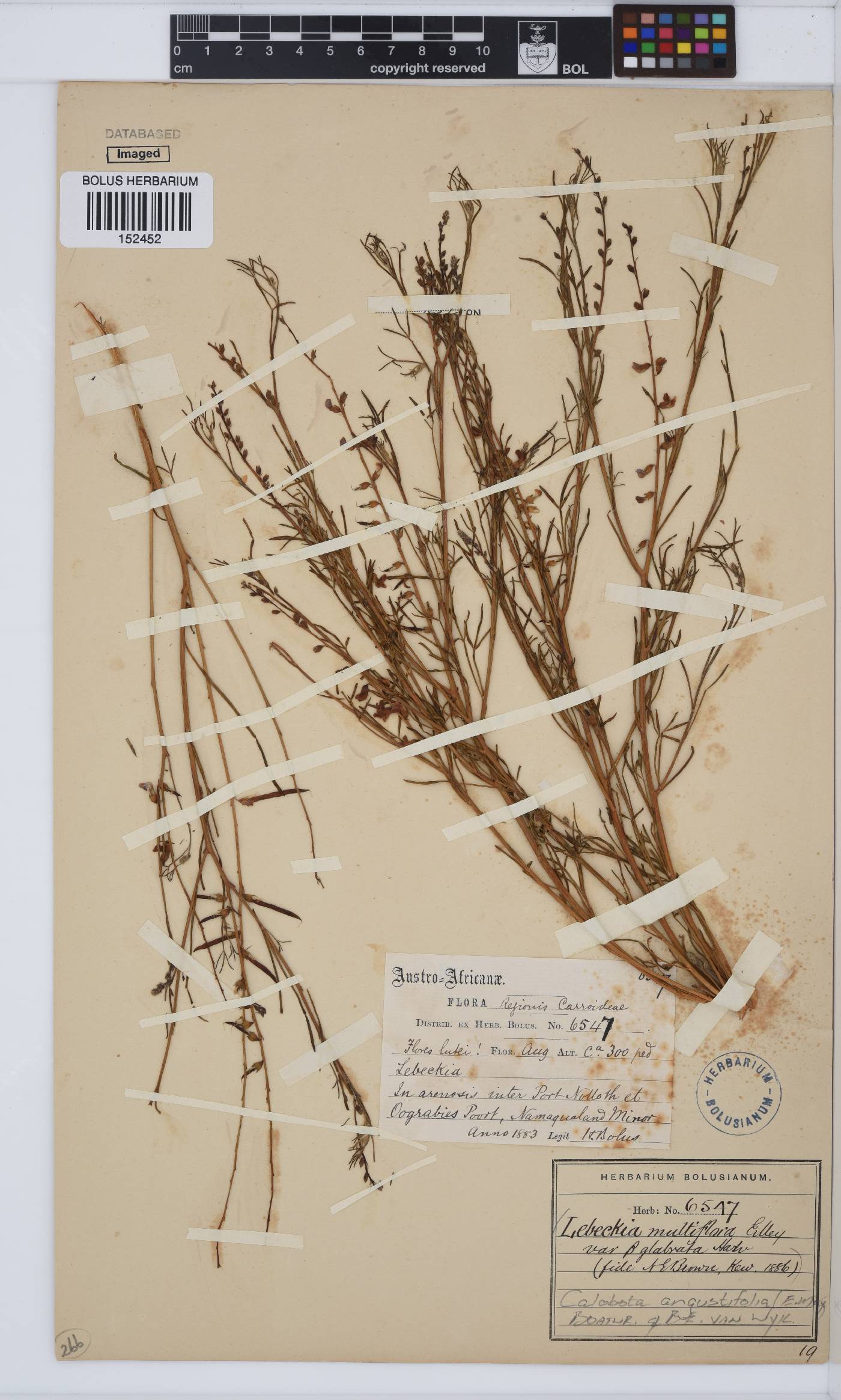 Calobota angustifolia image