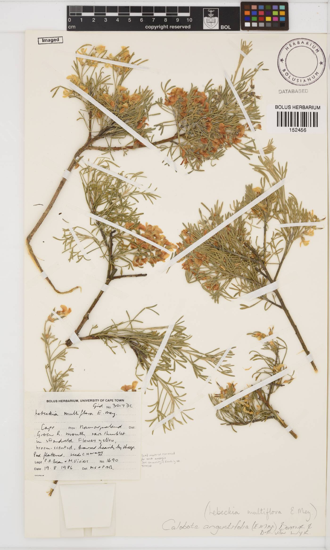 Calobota angustifolia image