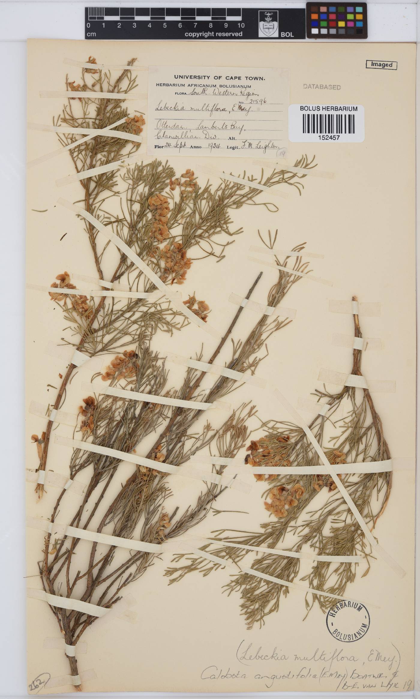 Calobota angustifolia image
