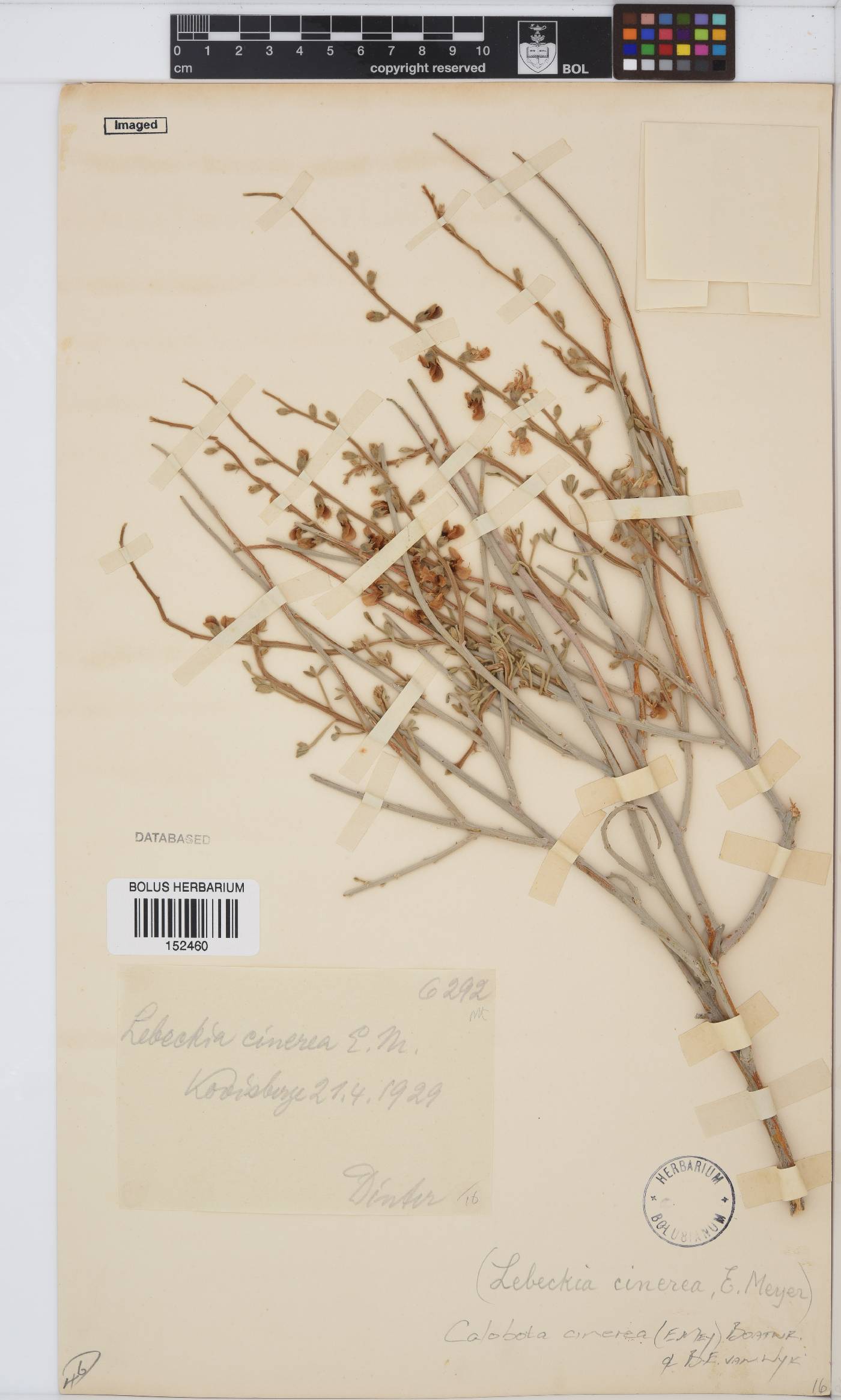 Calobota cinerea image