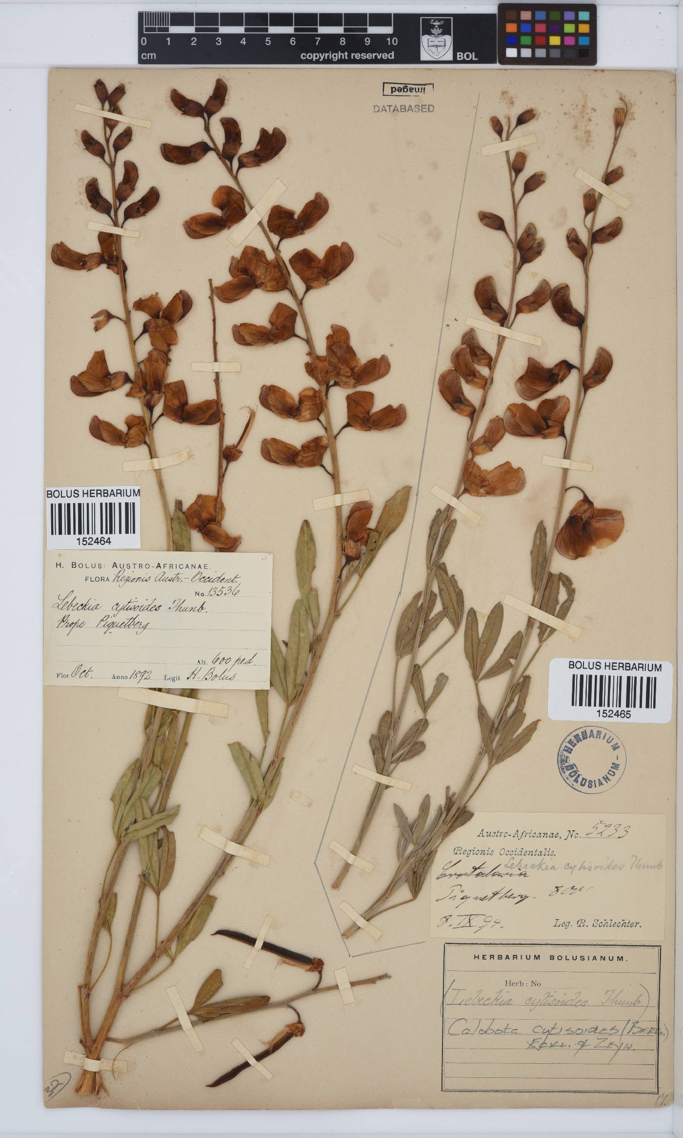 Calobota cytisoides image