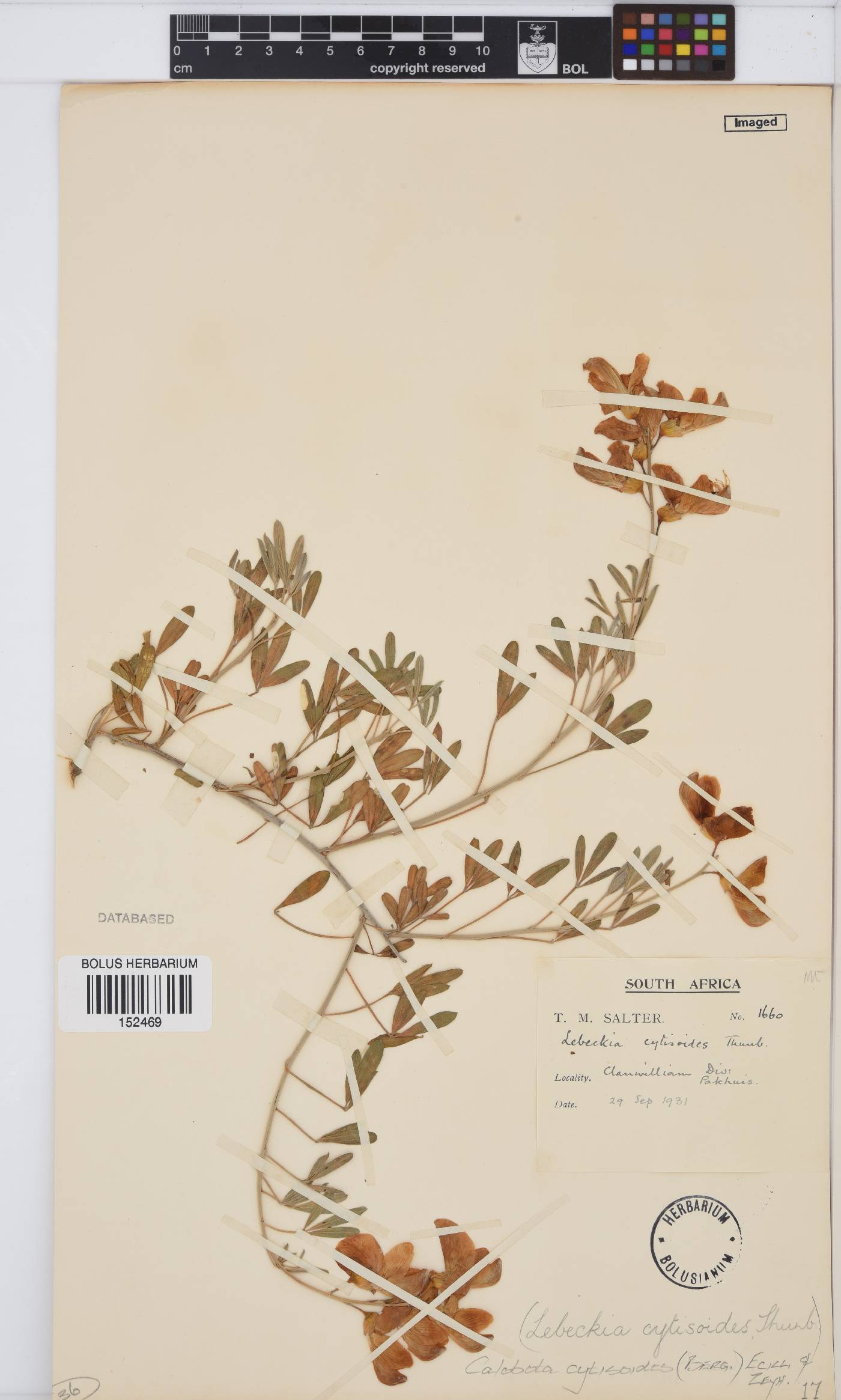 Calobota cytisoides image