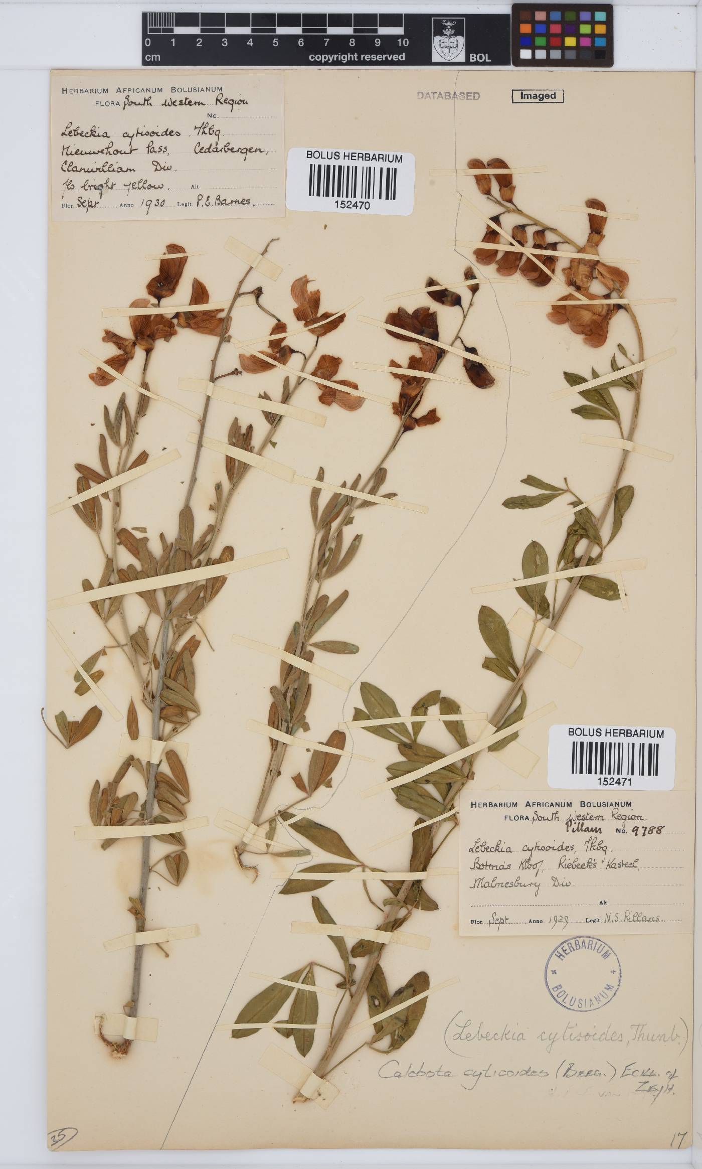 Calobota cytisoides image