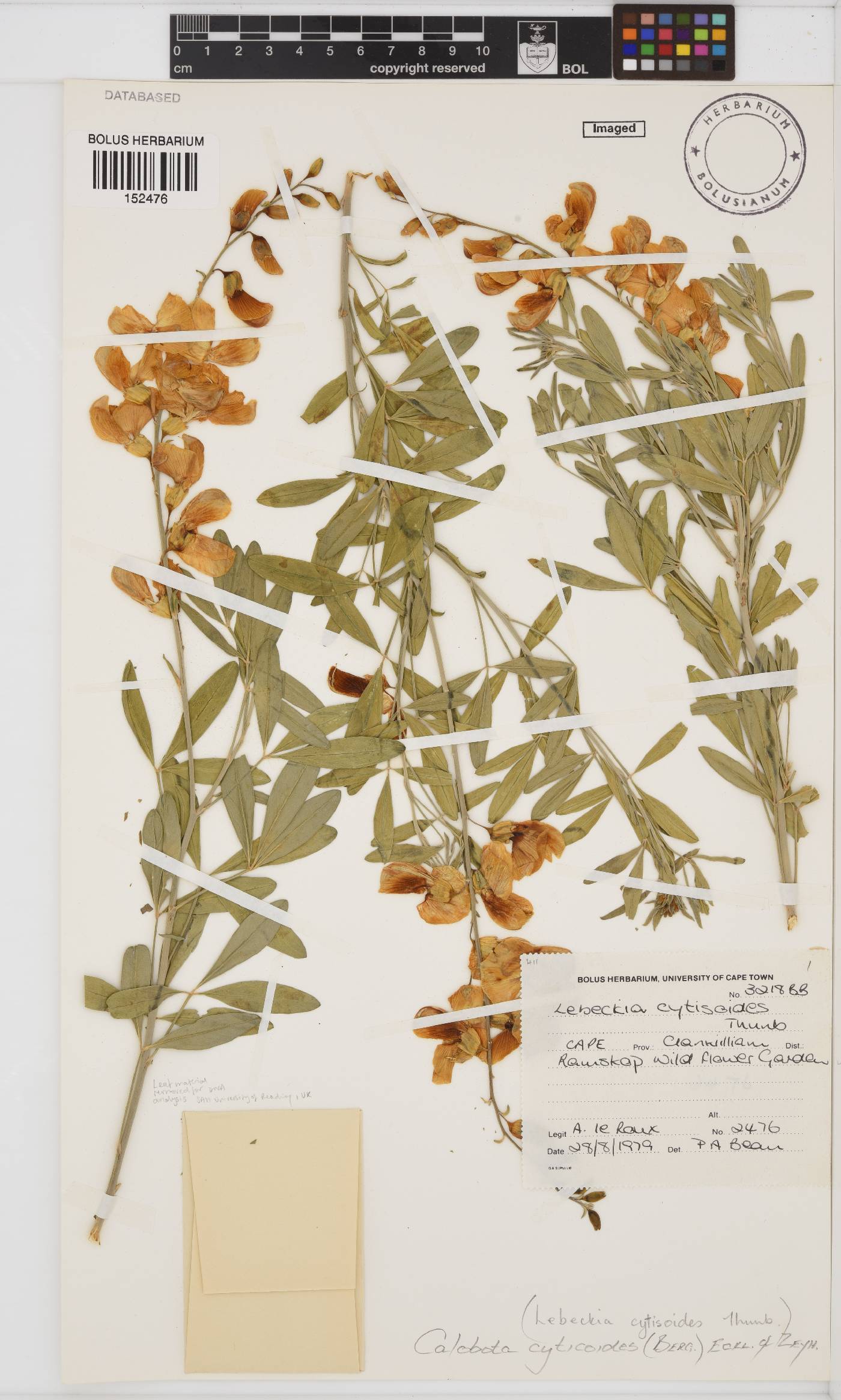 Calobota cytisoides image