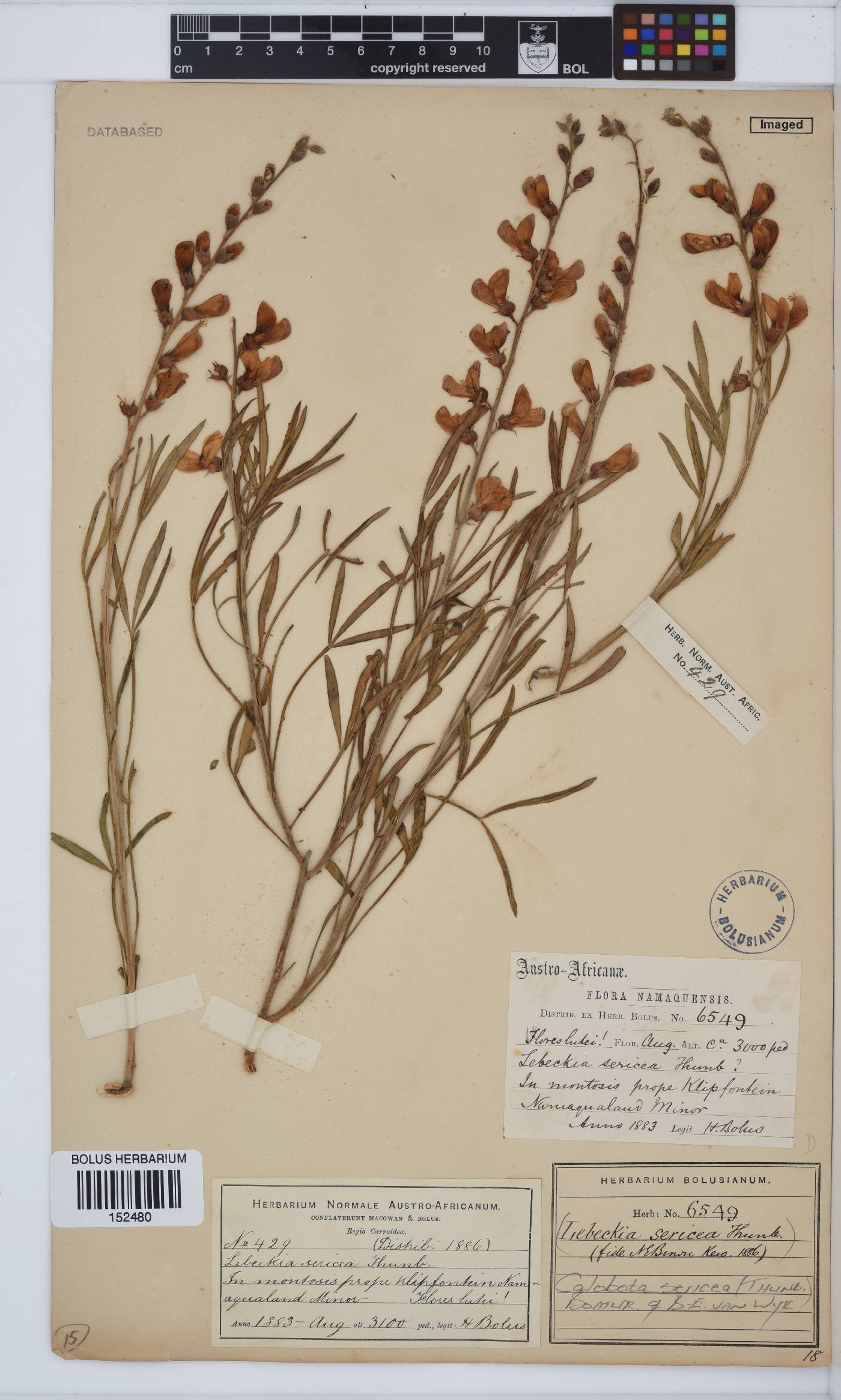 Calobota sericea image
