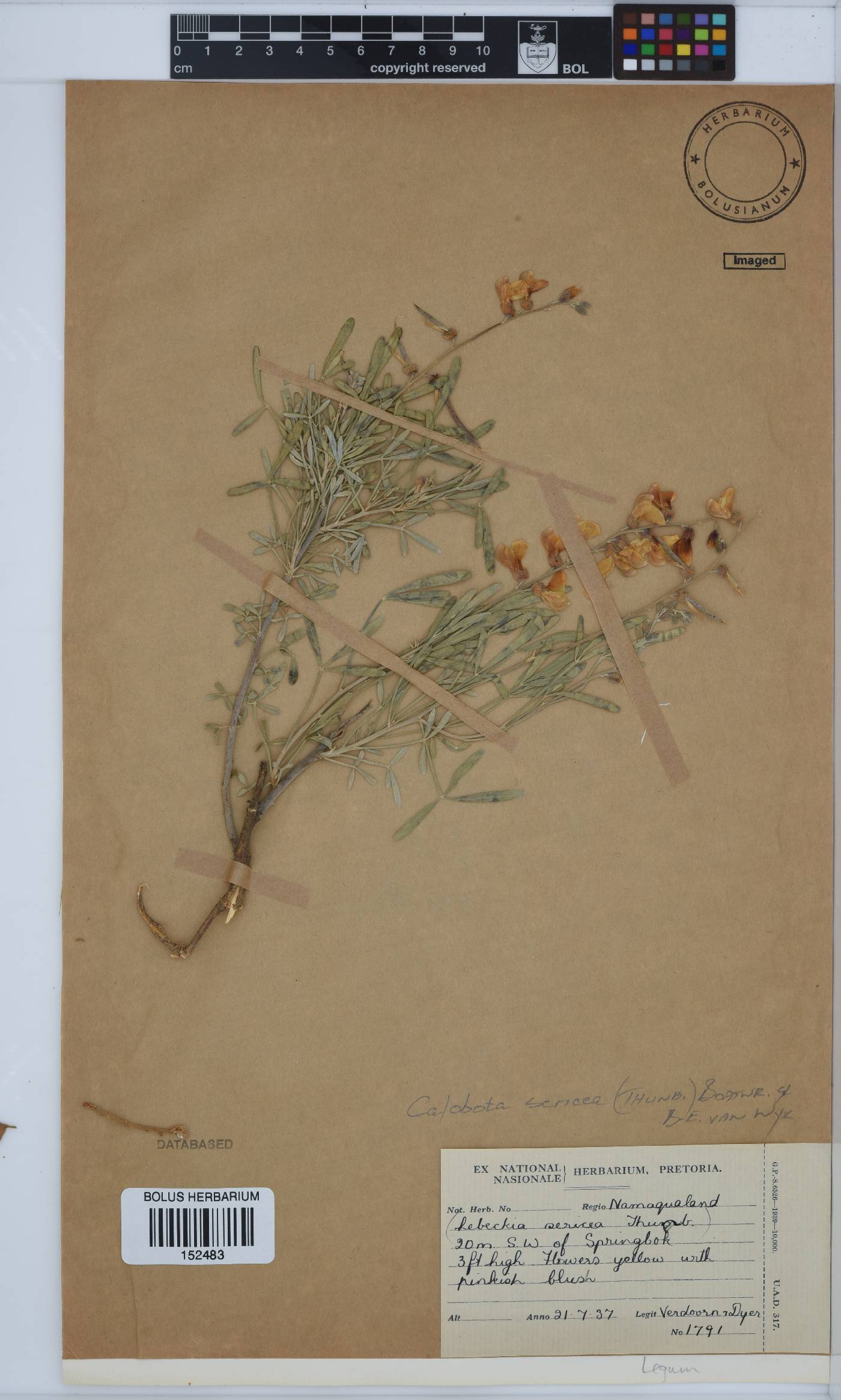 Calobota sericea image