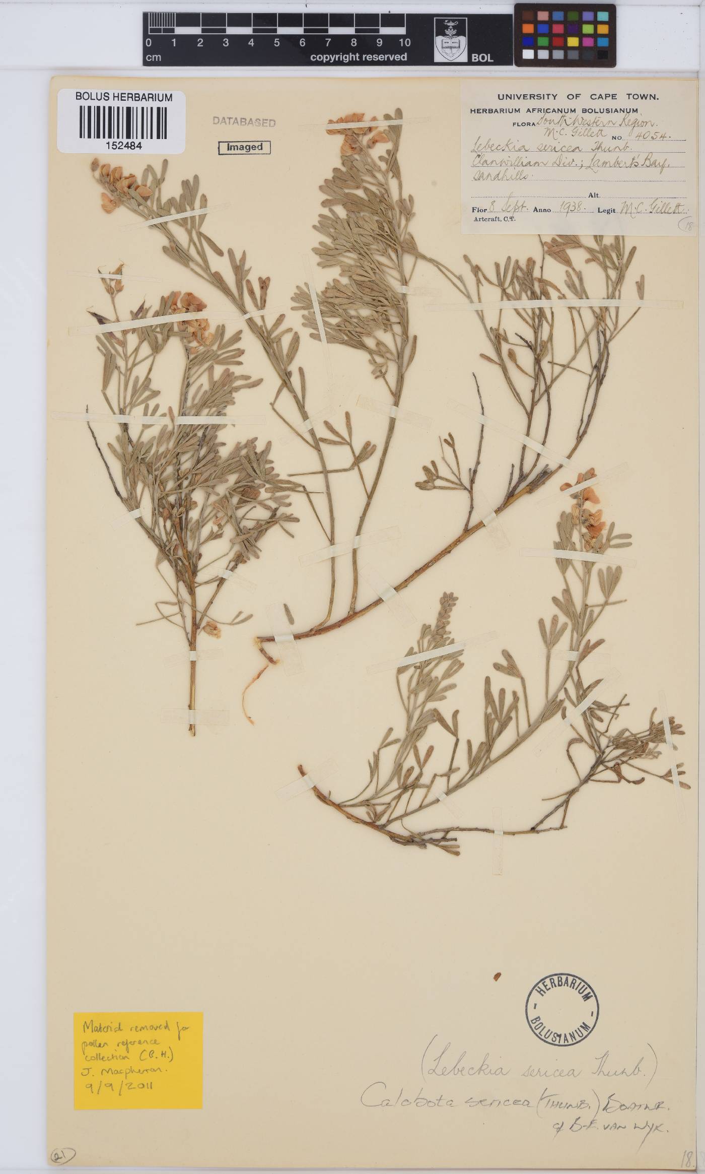 Calobota sericea image