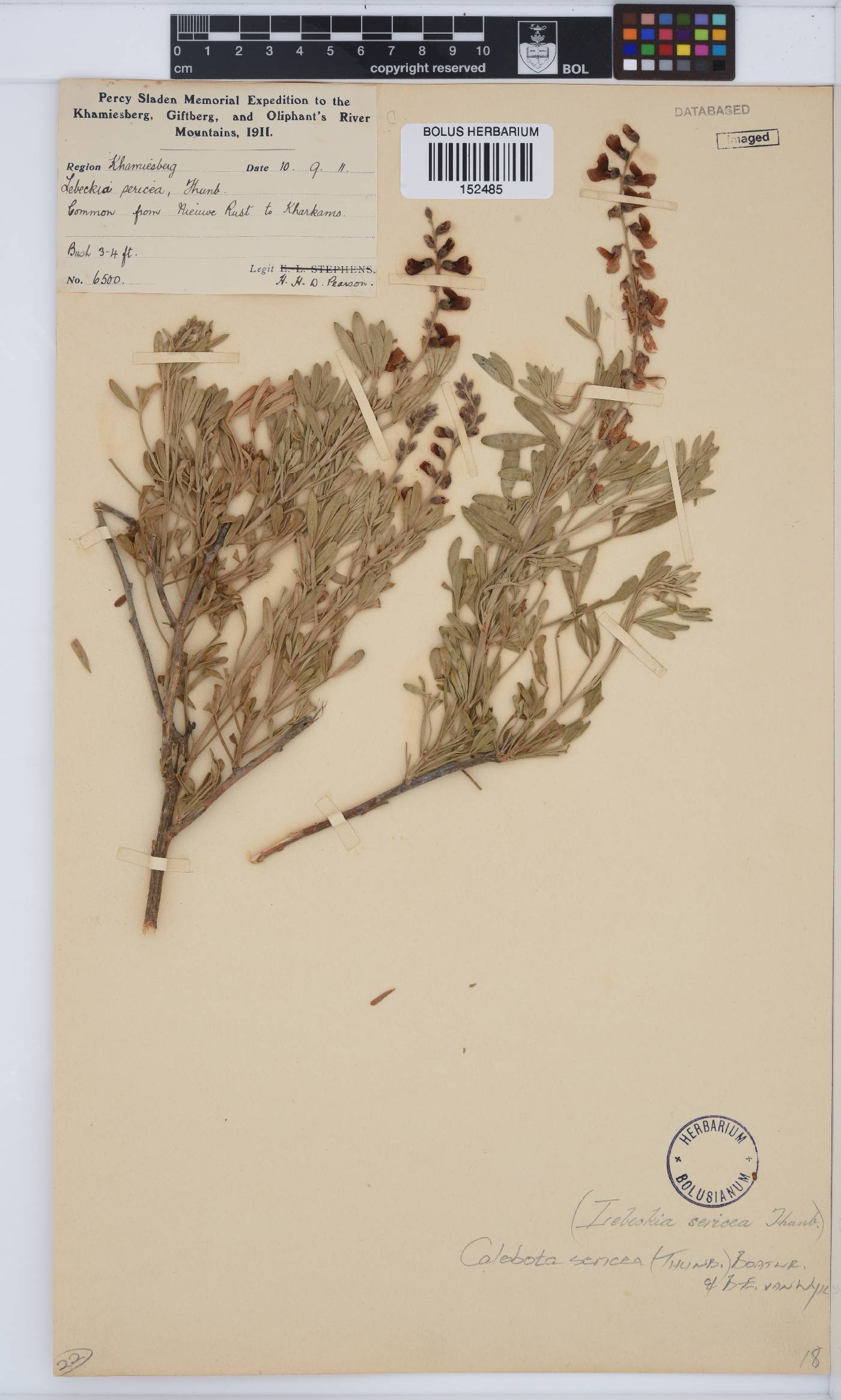 Calobota sericea image