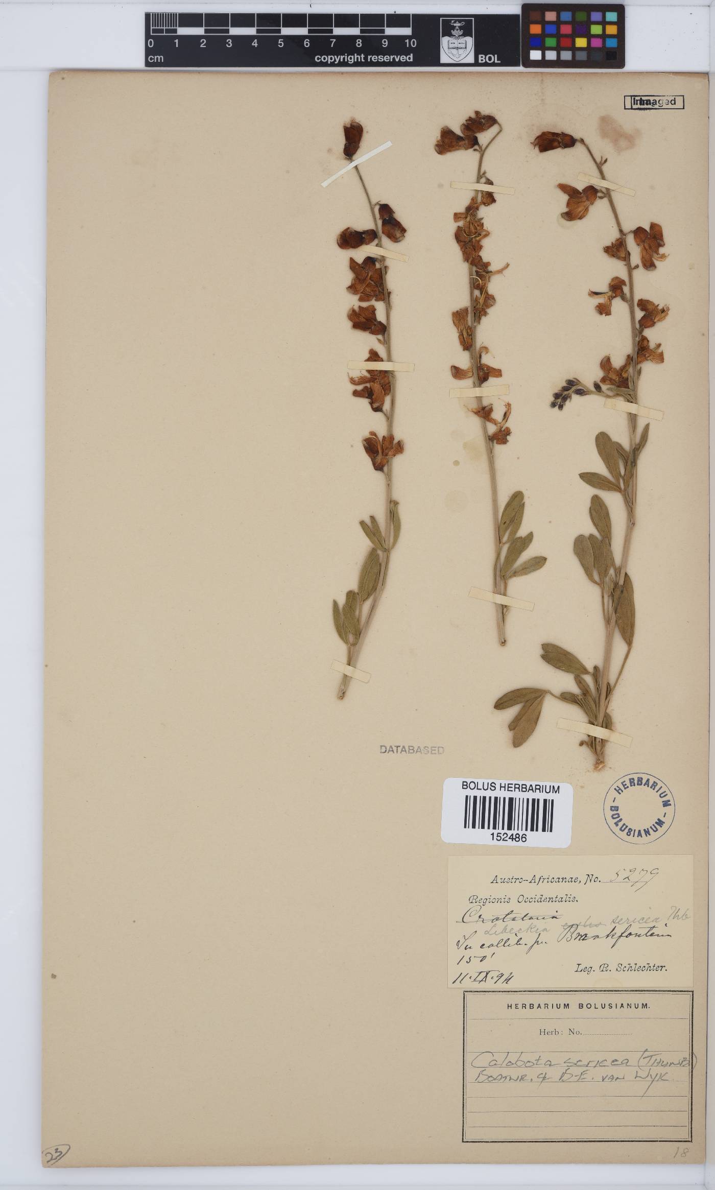 Calobota sericea image
