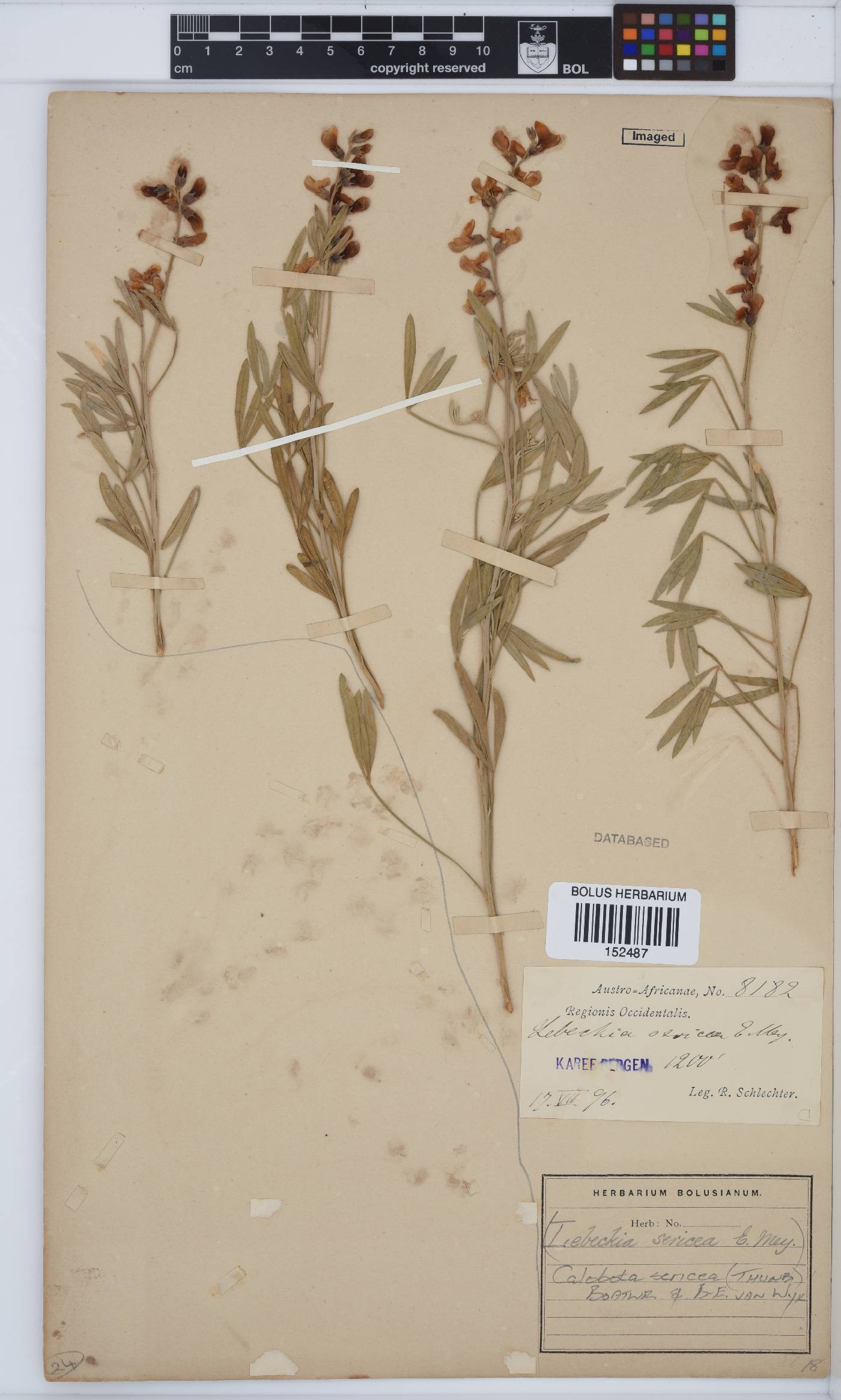 Calobota sericea image