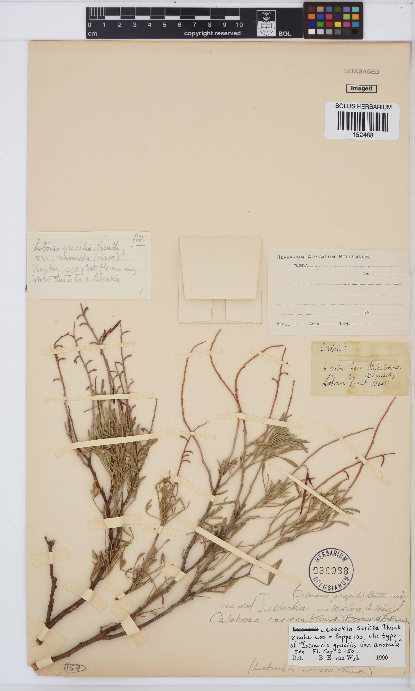 Calobota sericea image