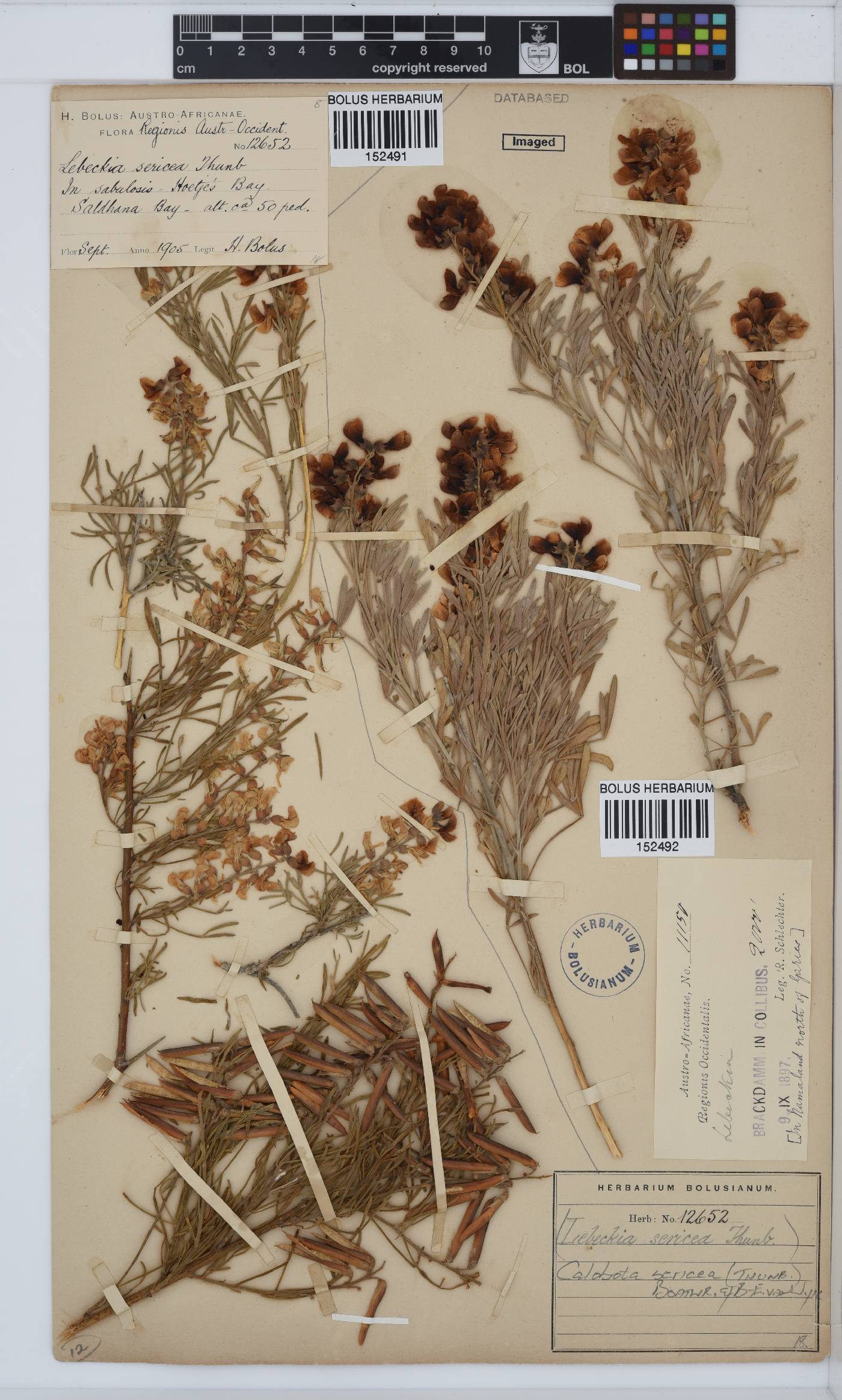 Calobota sericea image