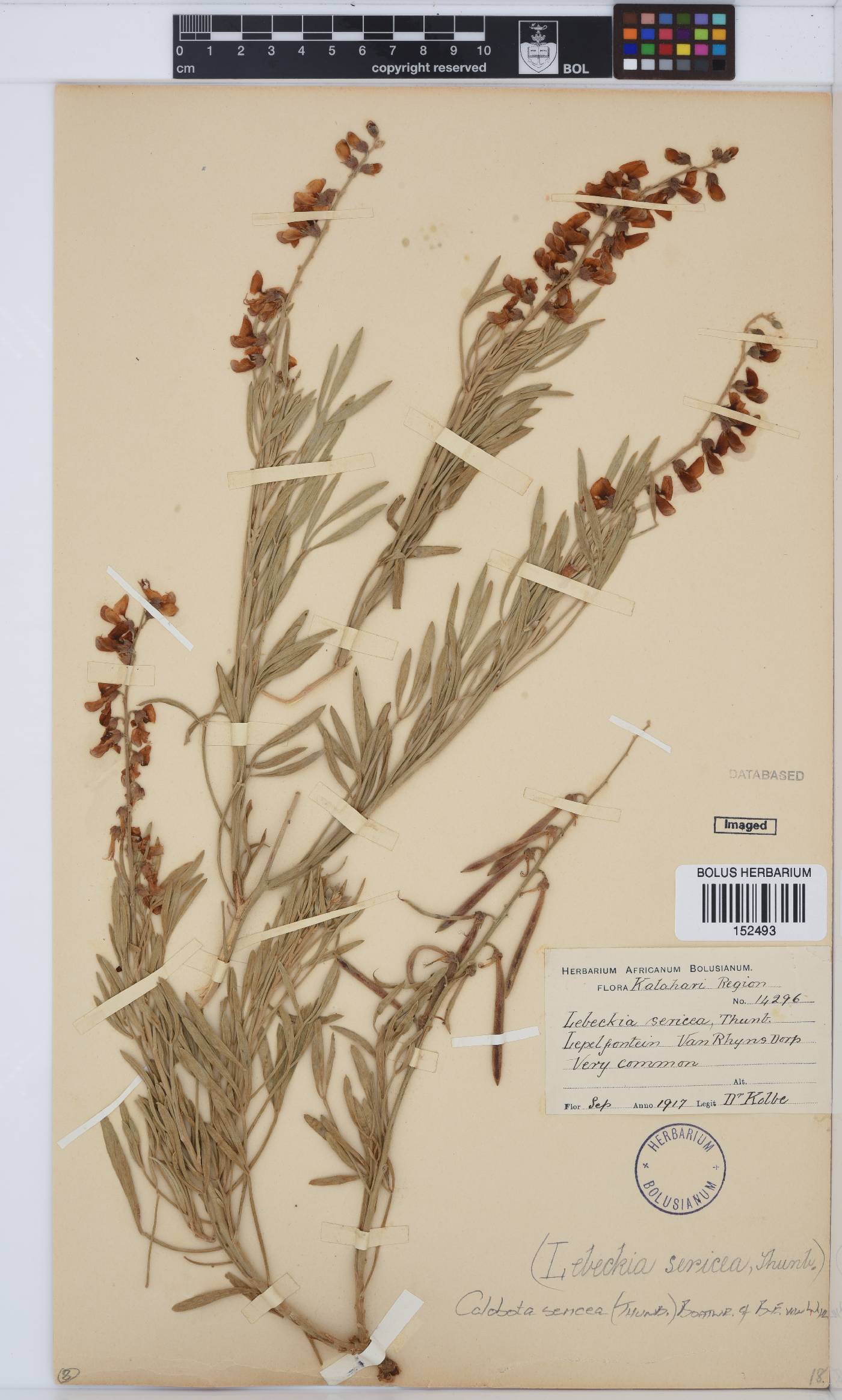 Calobota sericea image