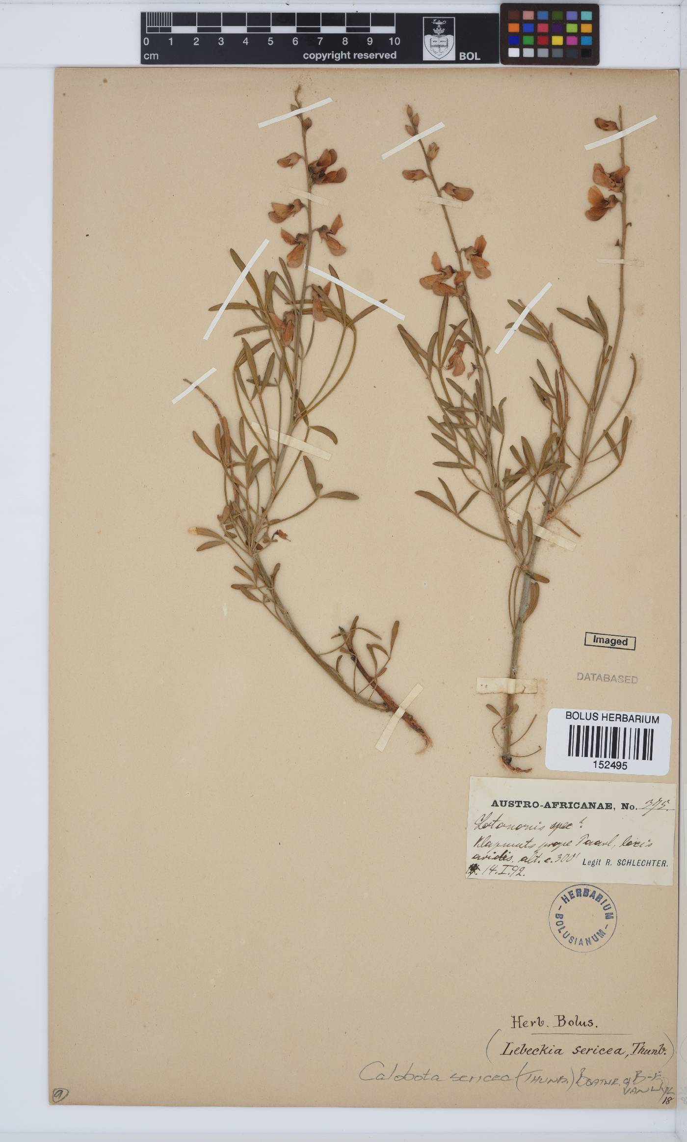 Calobota sericea image