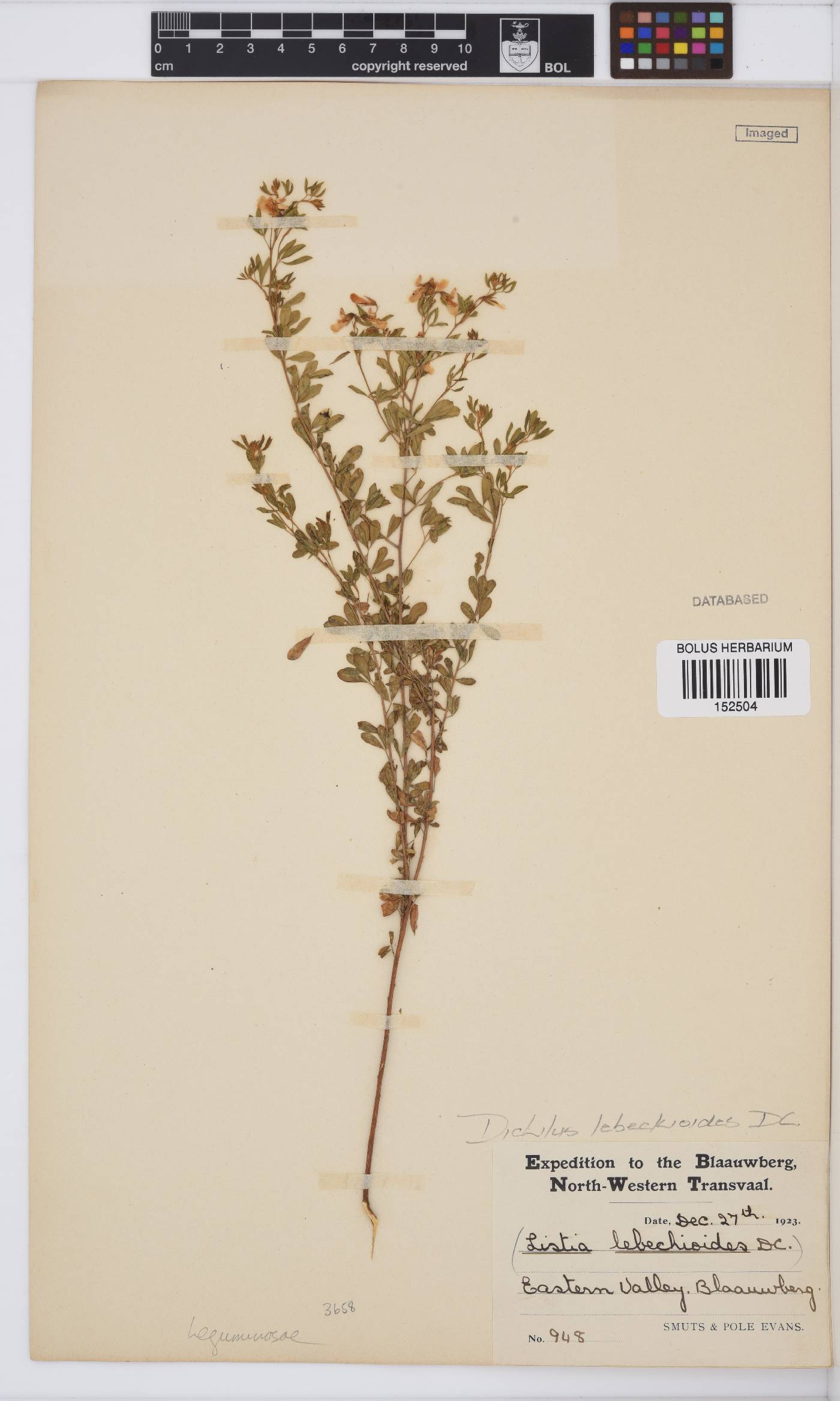 Dichilus lebeckioides image