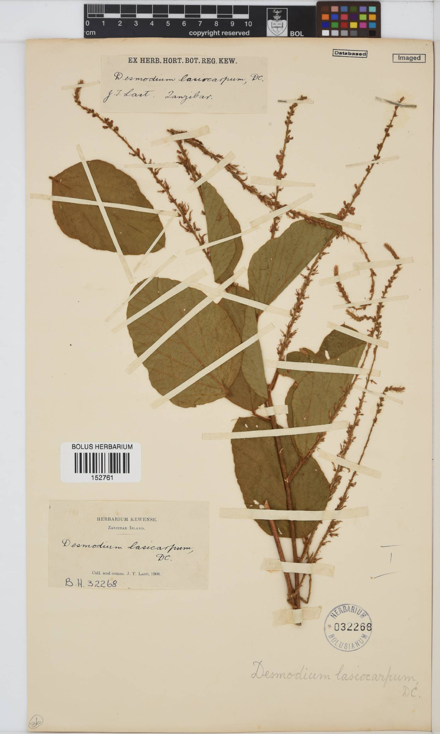 Desmodium velutinum image