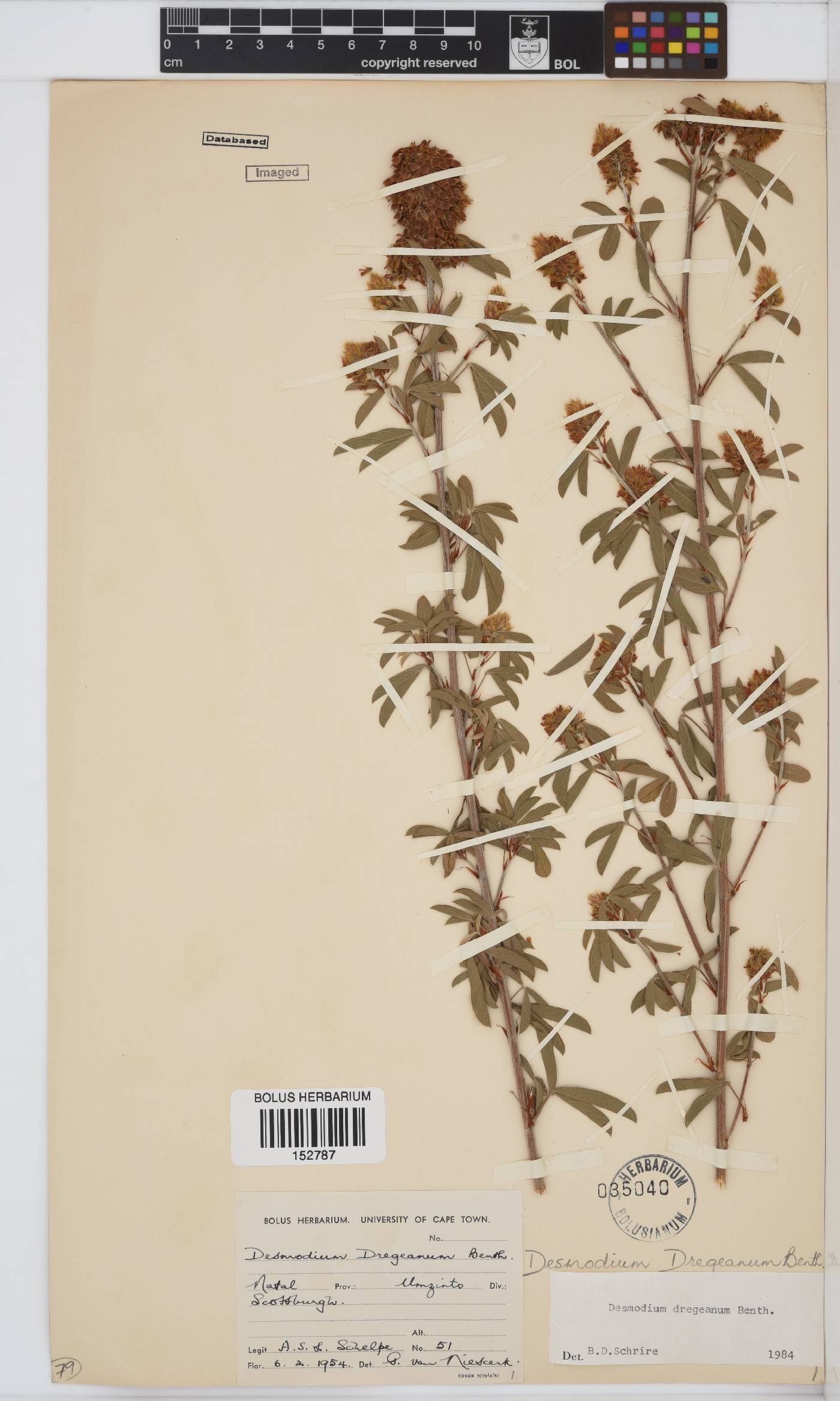 Desmodium dregeanum image