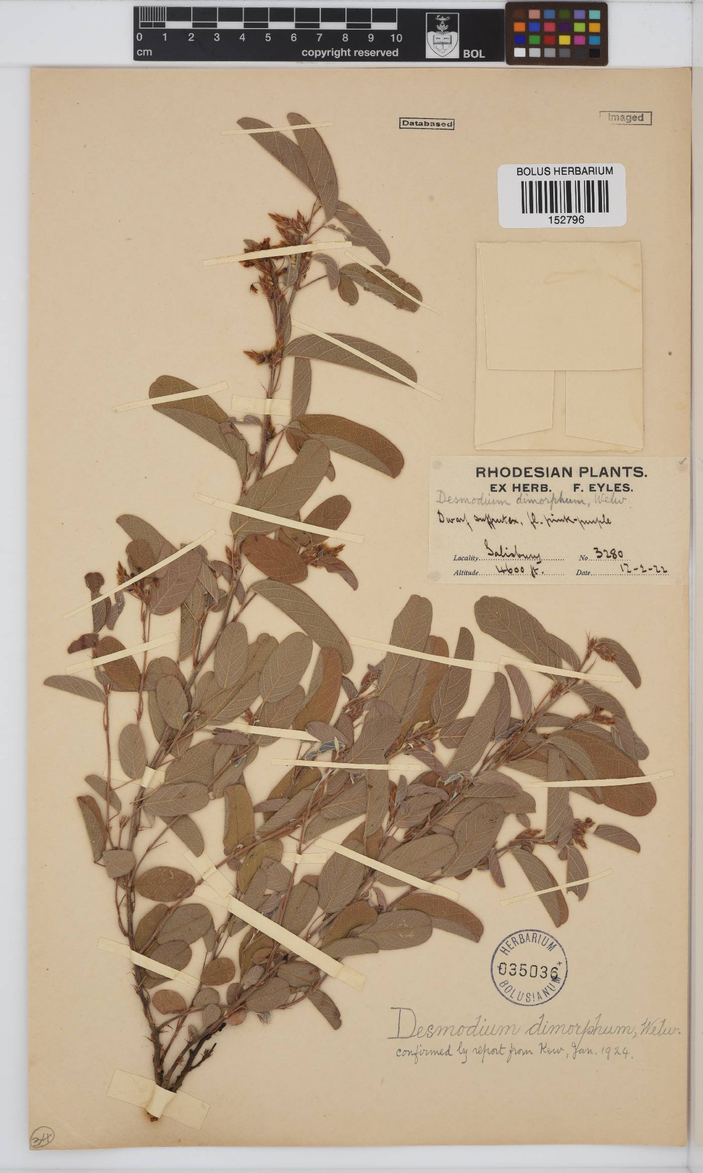 Desmodium image