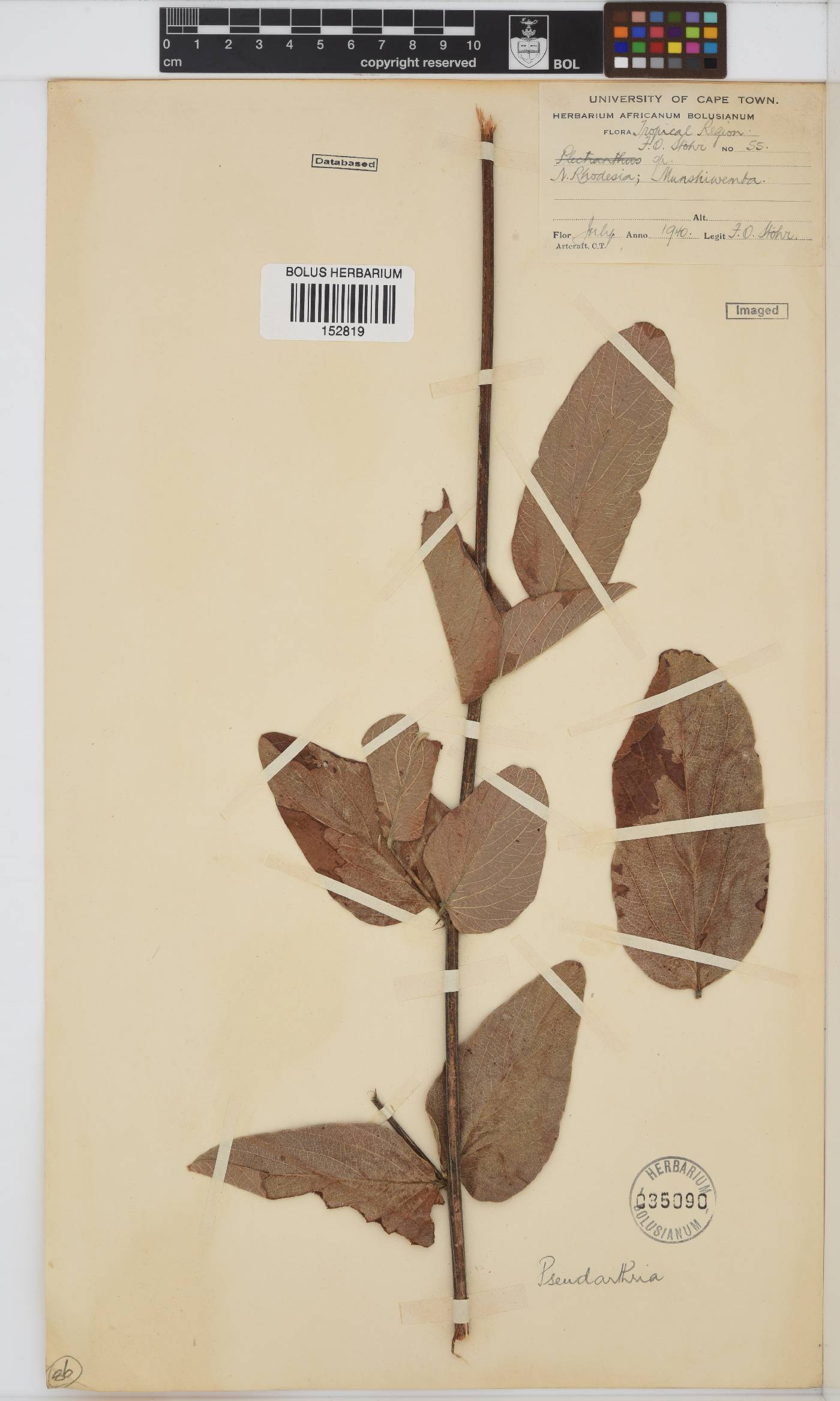 Pseudarthria image