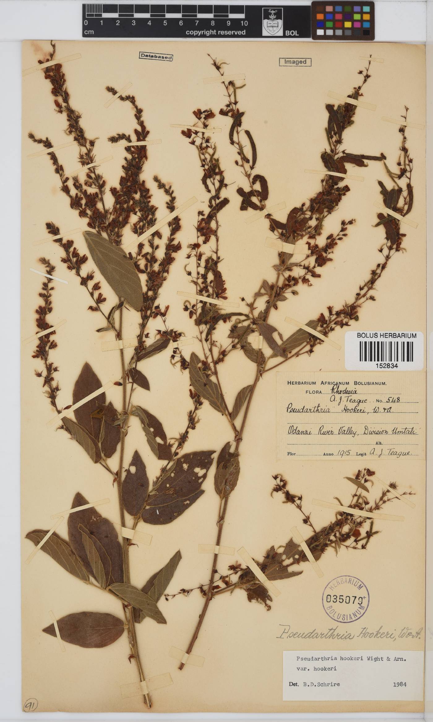 Pseudarthria hookeri image