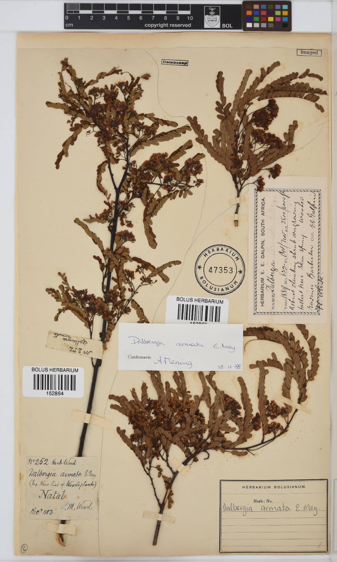 Dalbergia armata image