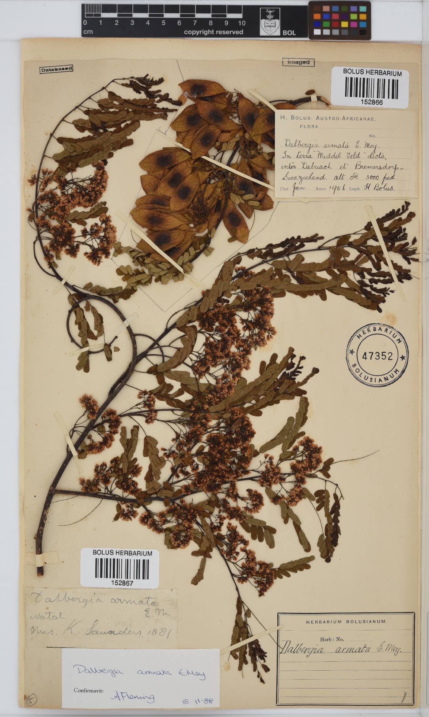 Dalbergia armata image