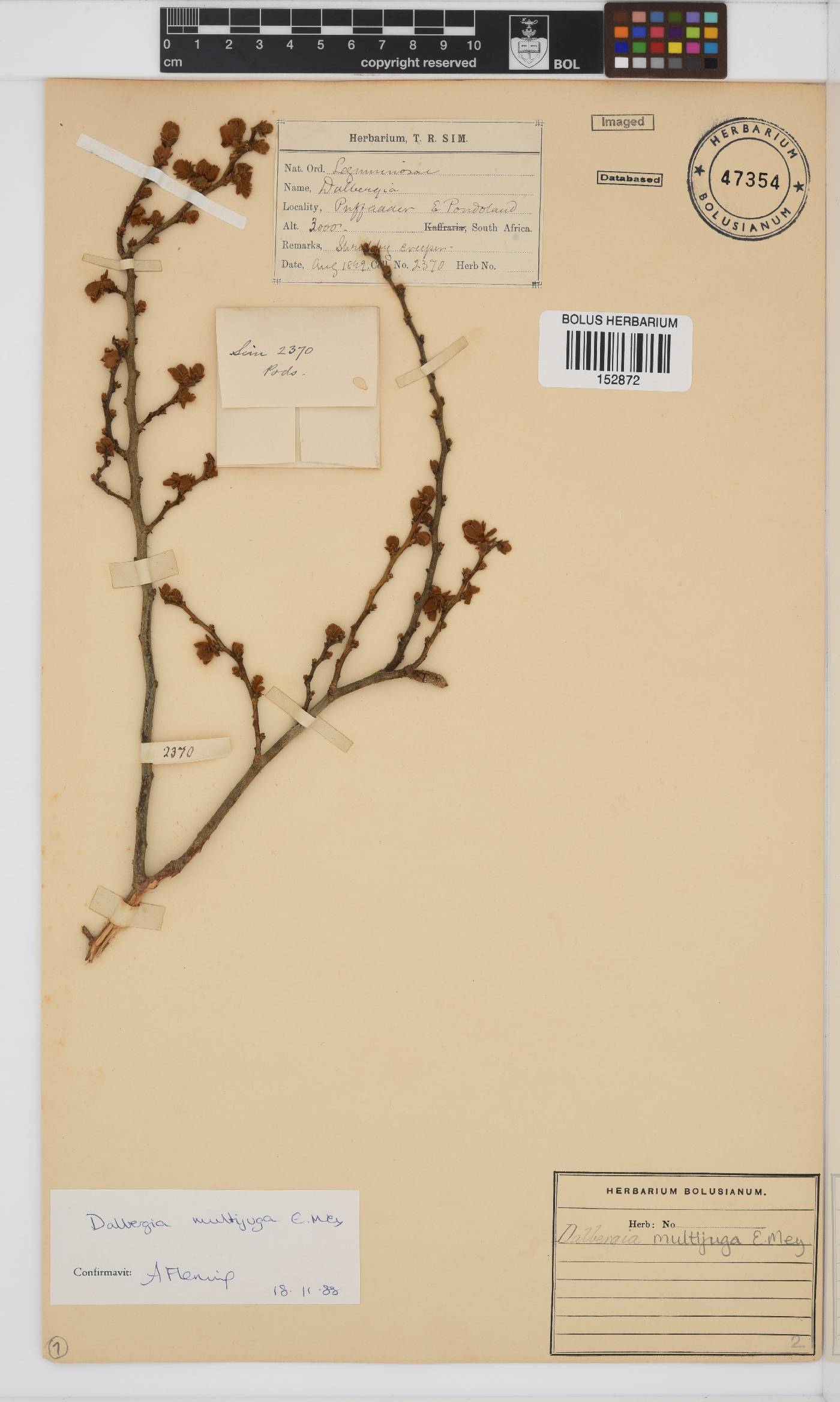 Dalbergia multijuga image