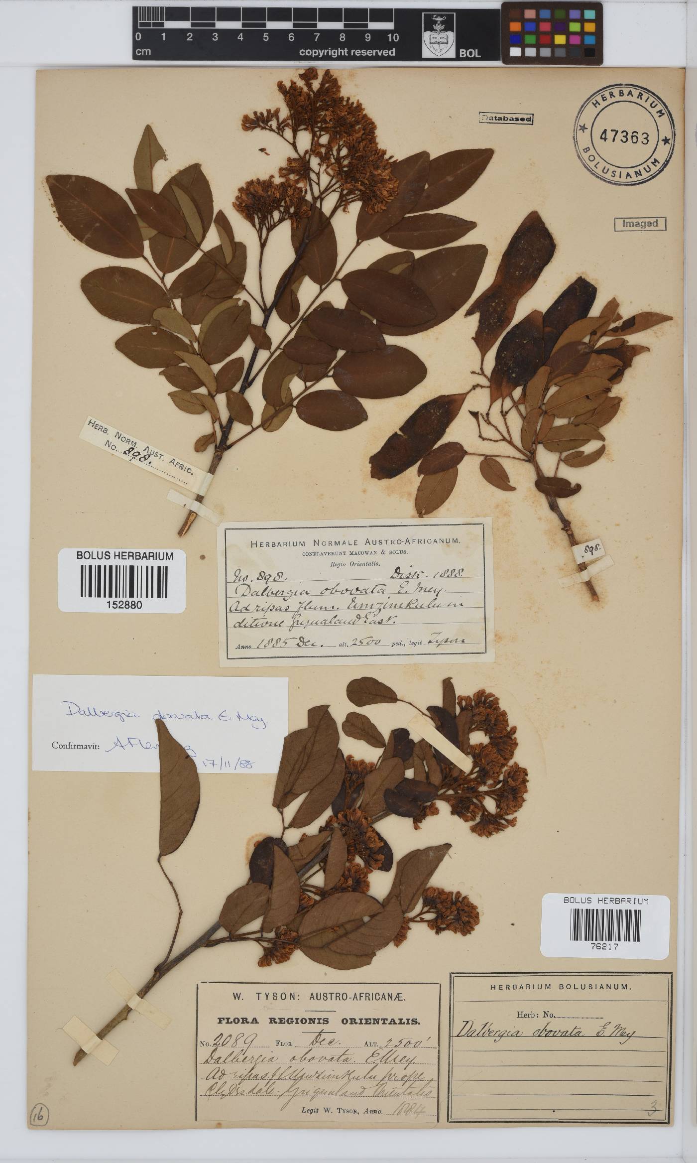 Dalbergia obovata image